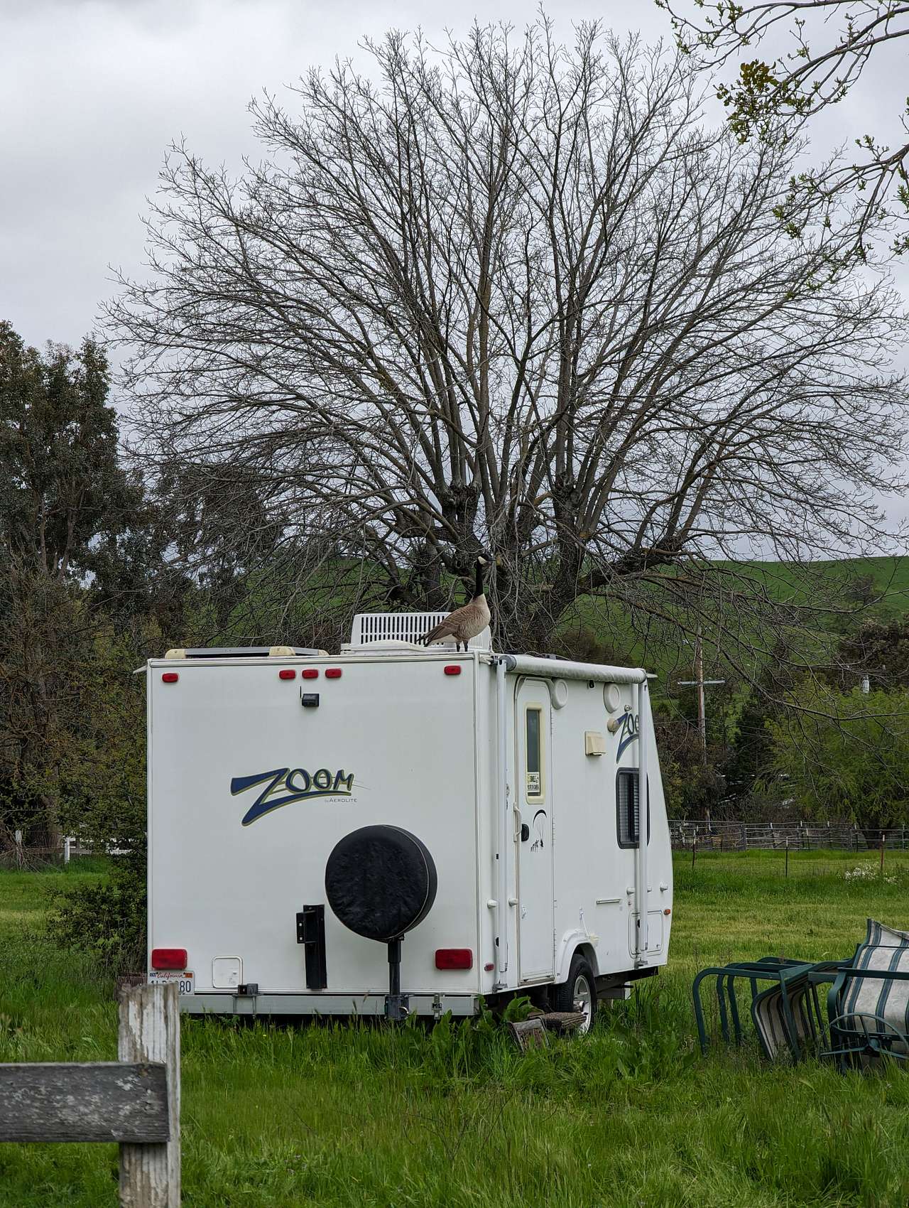 A goose decided to land on the trailer