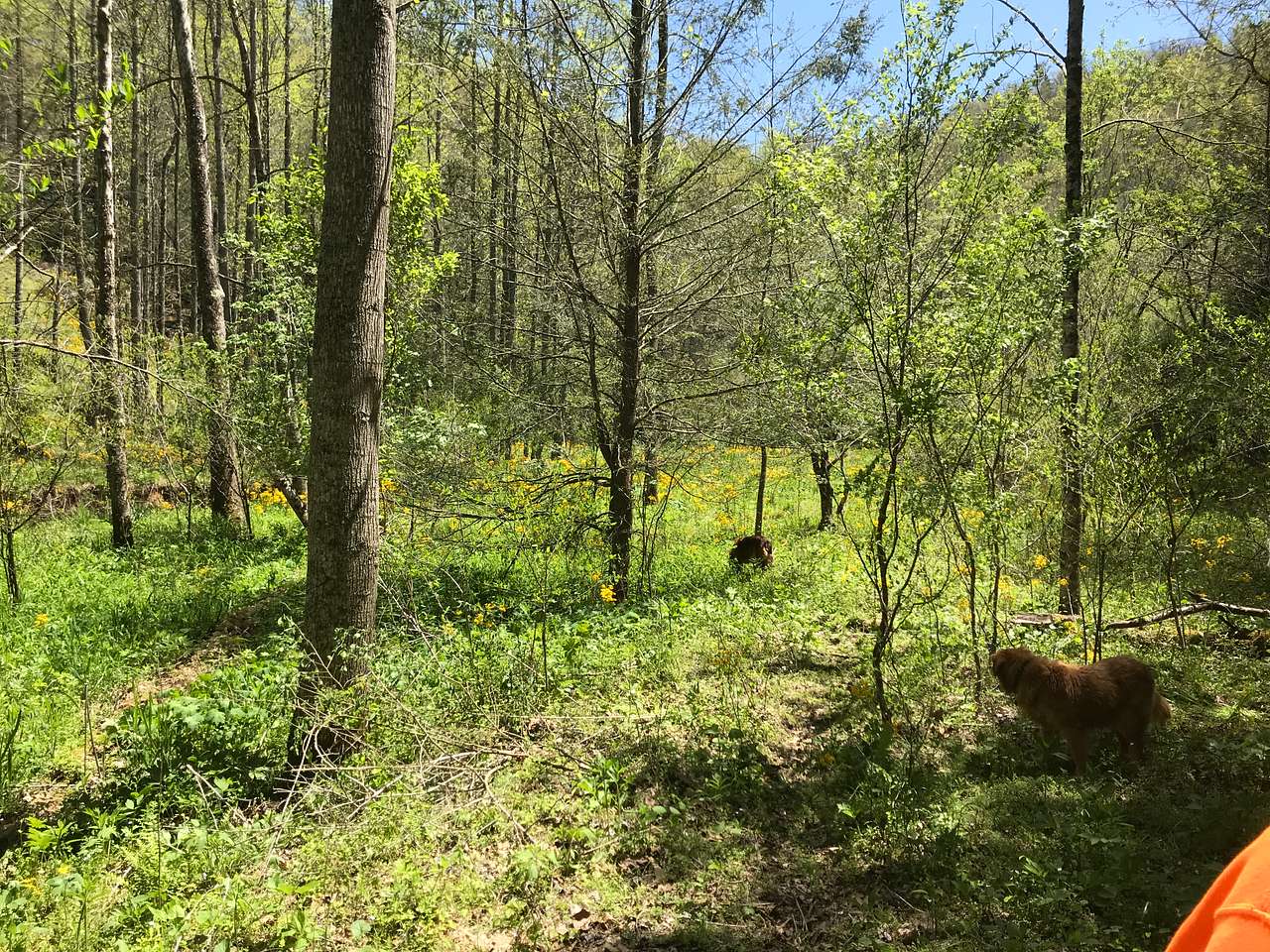Waterfall Paradise on Paw Paw