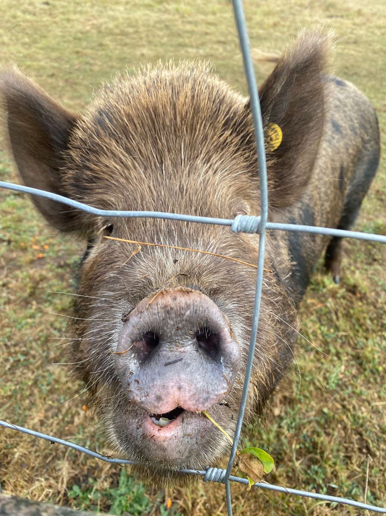 Triple R’s Rescue Farm