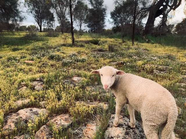 Qualin Farm bush camp
