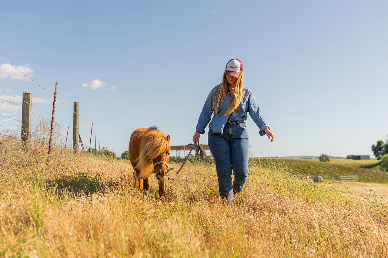 Take one of the ponies on a walk!
