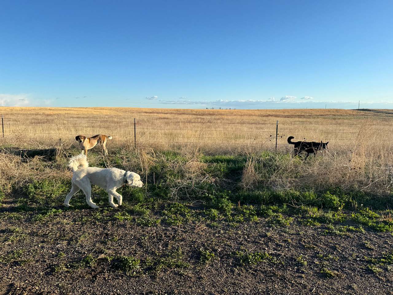 happy pups