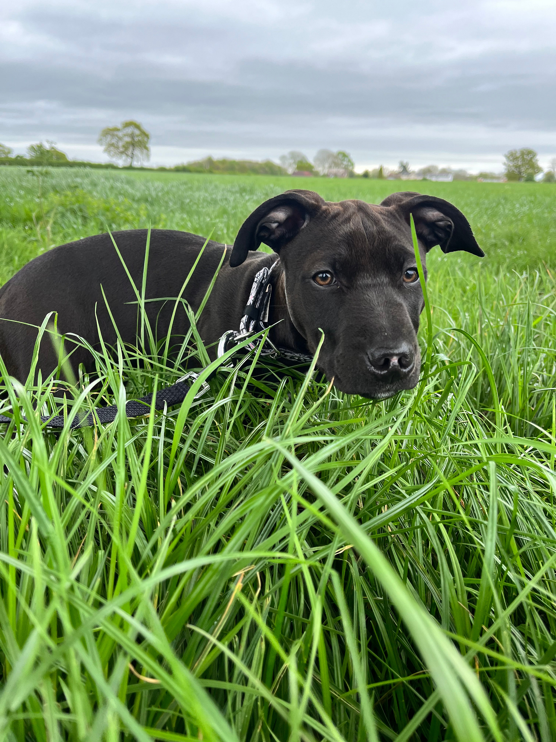 Wild conTENTment