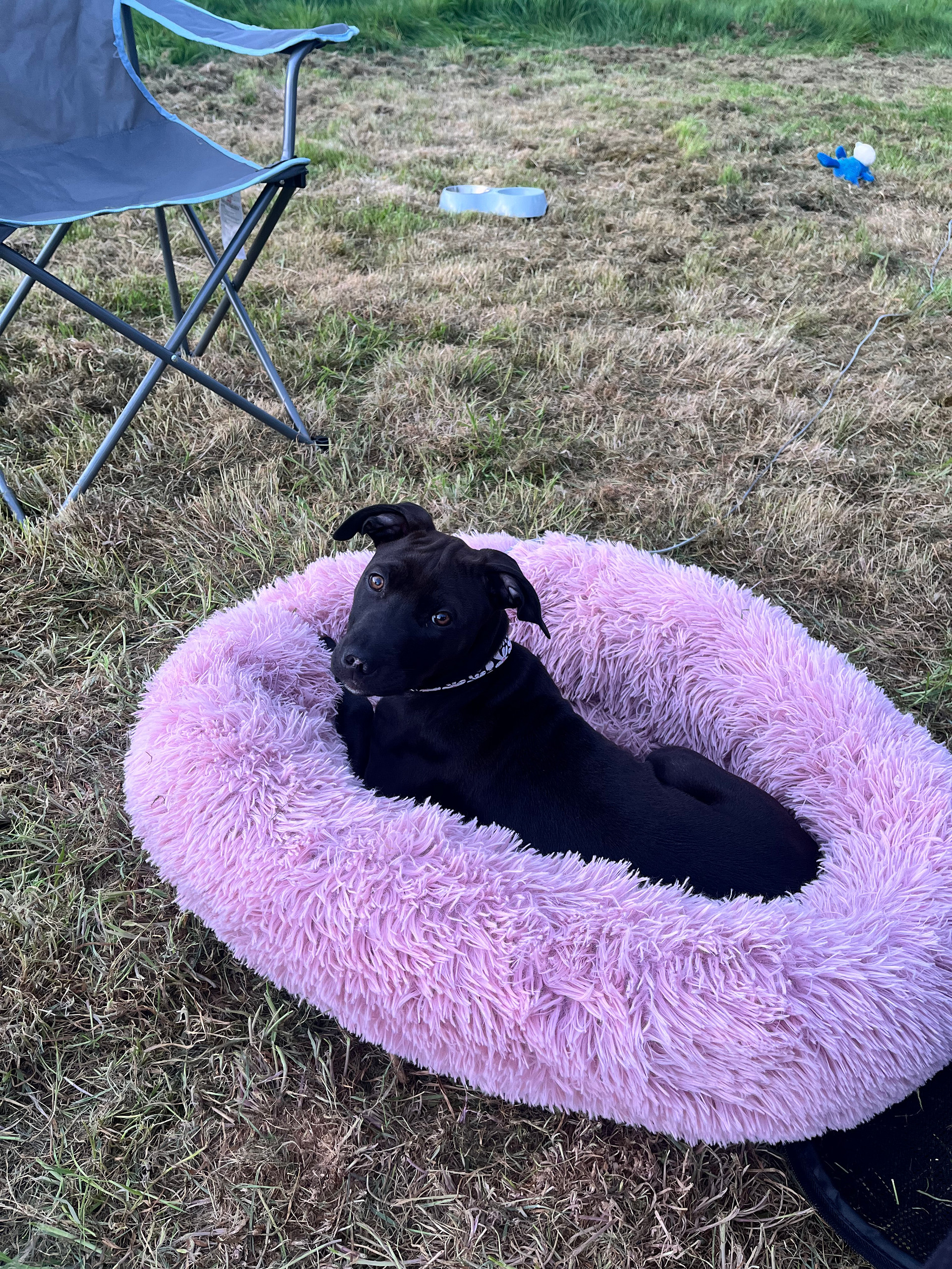 Wild conTENTment
