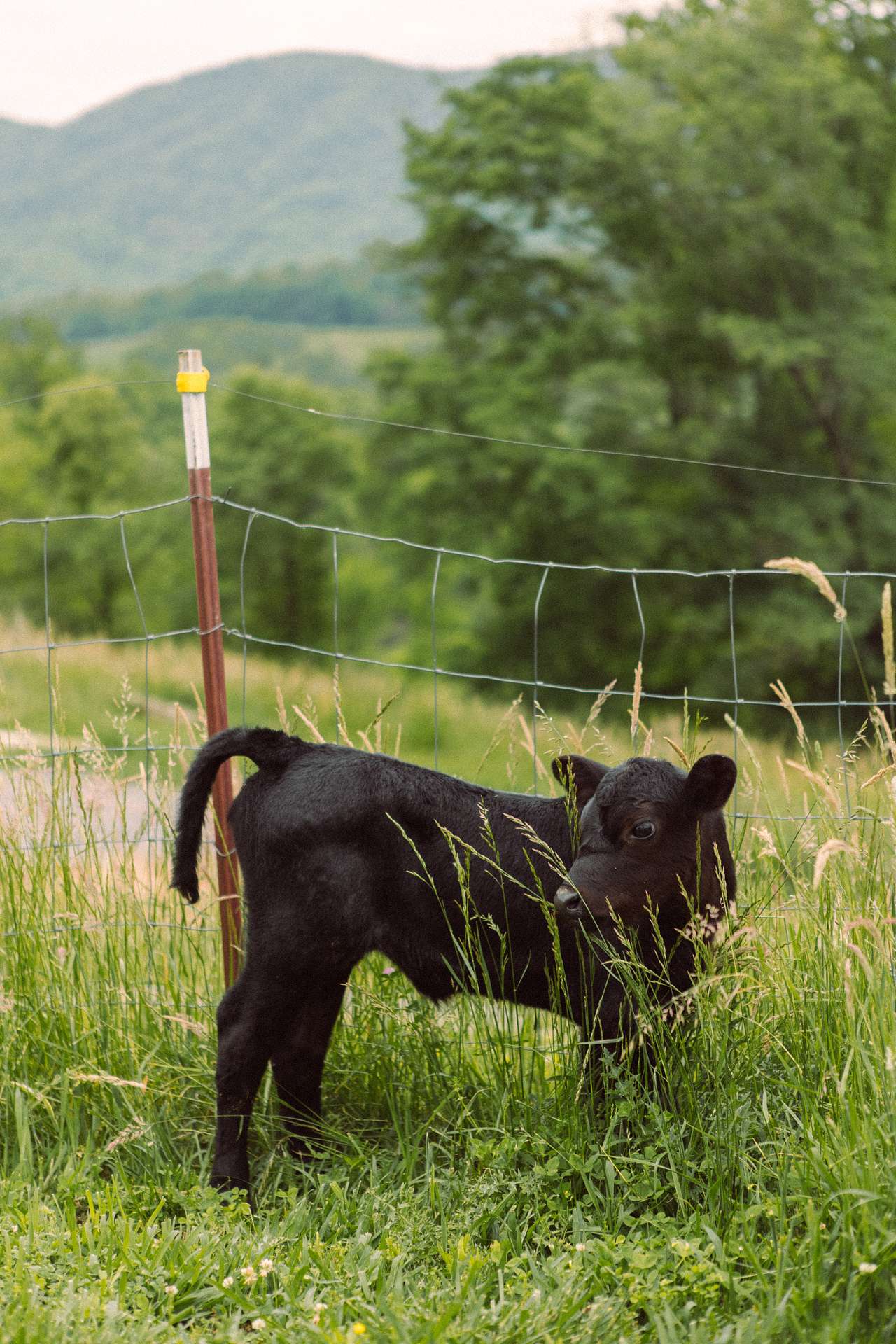 farm animals 