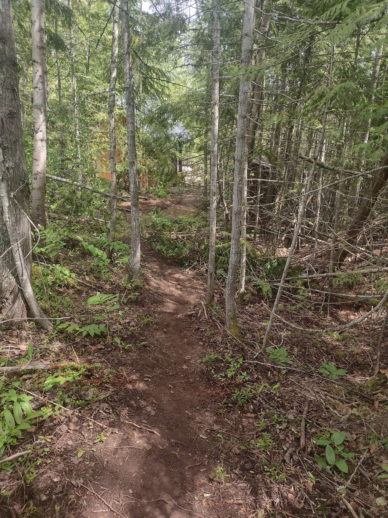 Trail