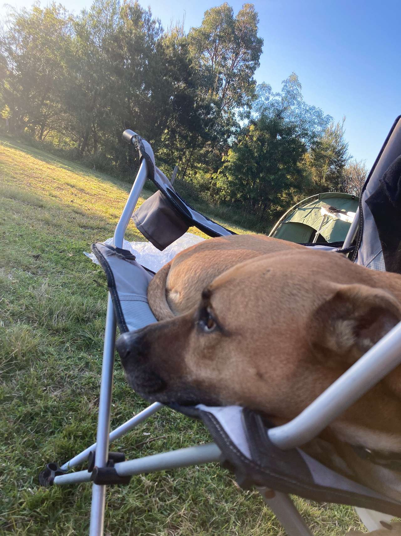Pet friendly