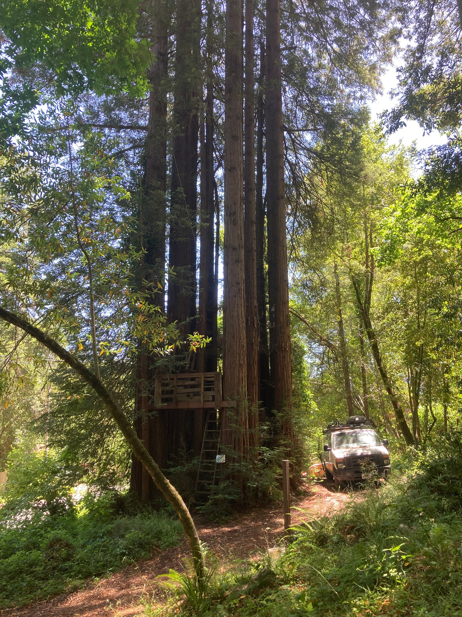 Sleep Up High In A Redwood Tree-net