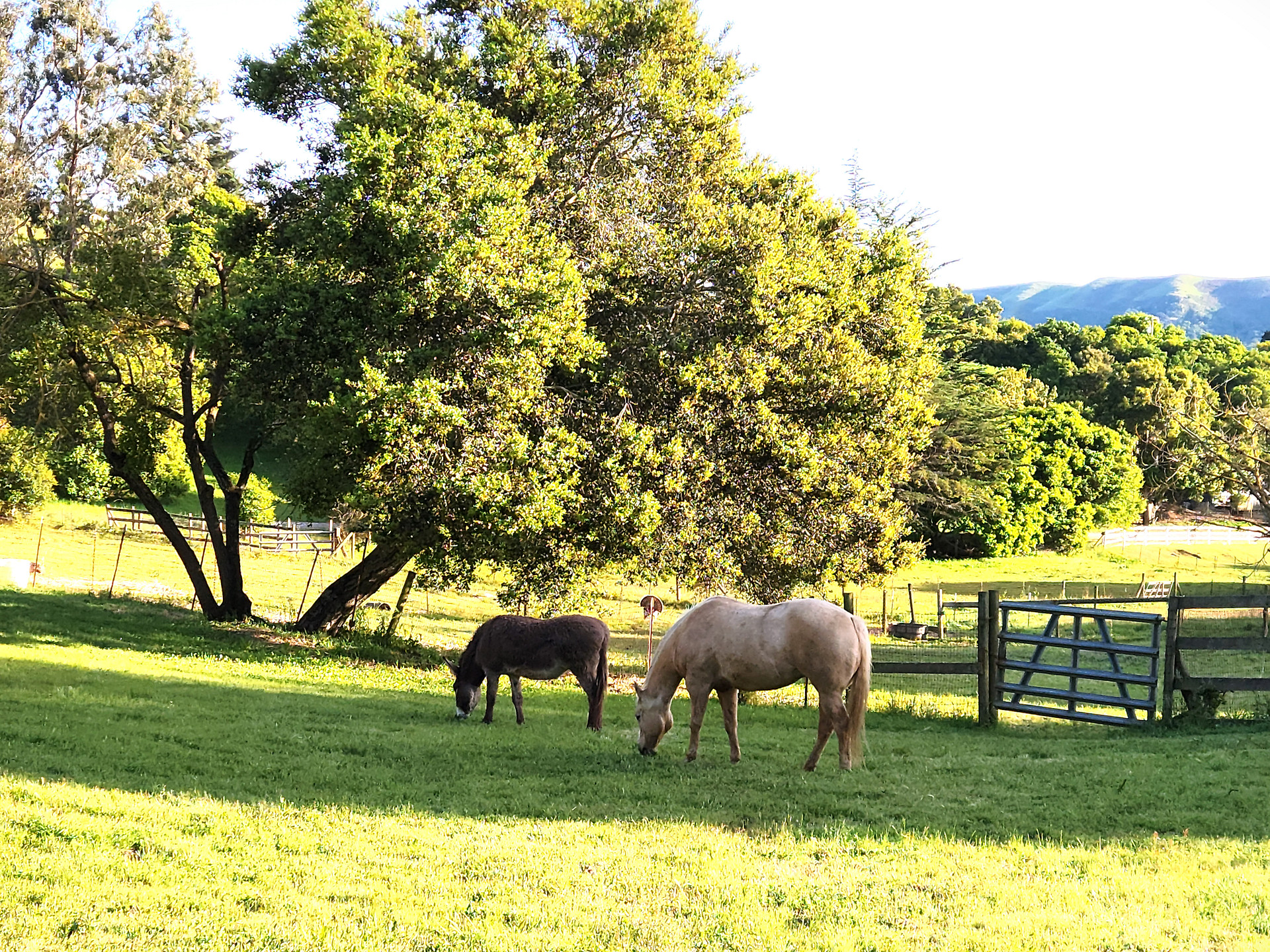 "Mi Querida" -Peaceful, Comfortable, Convenient- Family/Pet Friendly