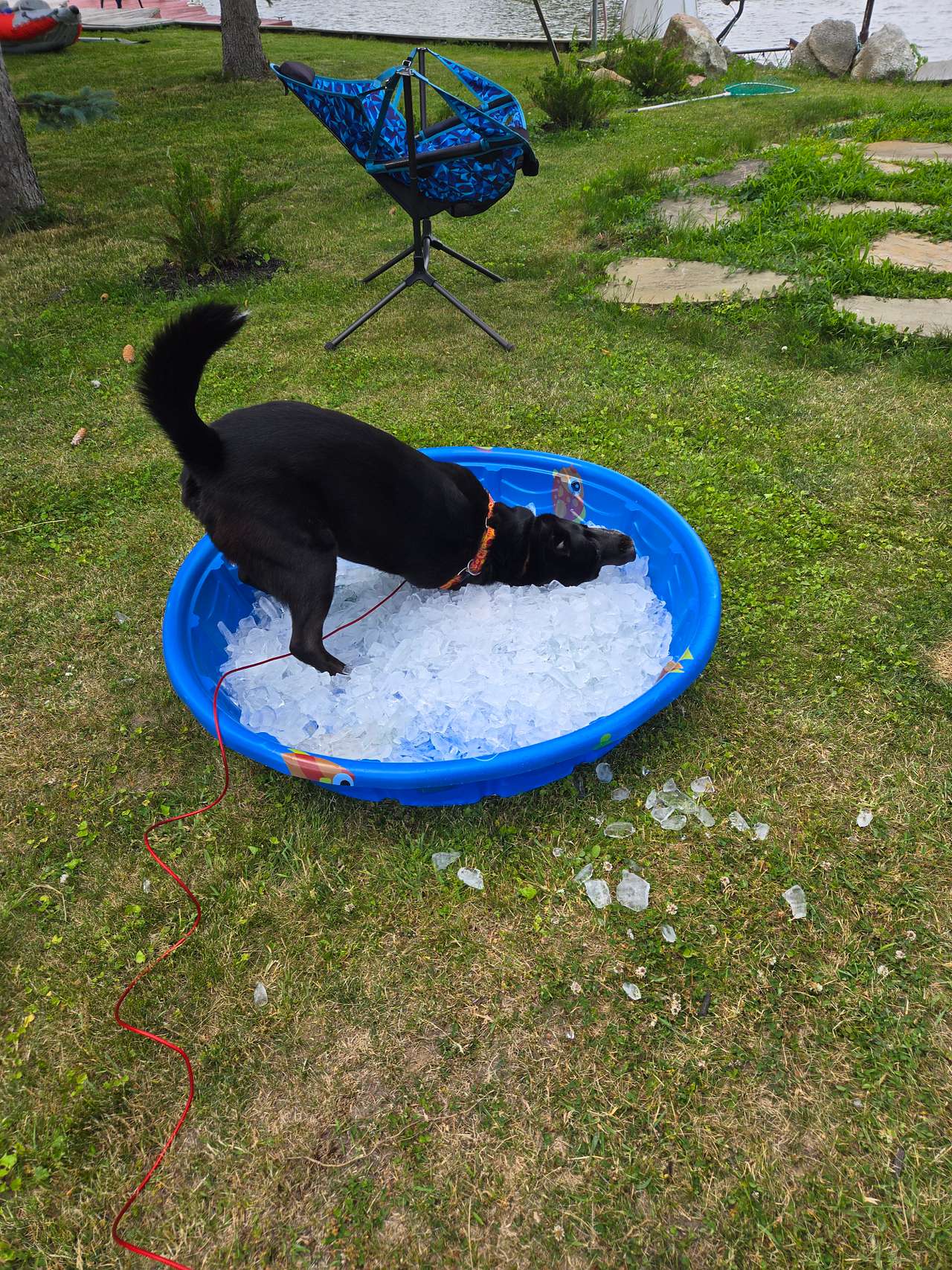 WOW!  90's in MICHIGAN!    Arf - arf - arf . . . . .awwwwww.