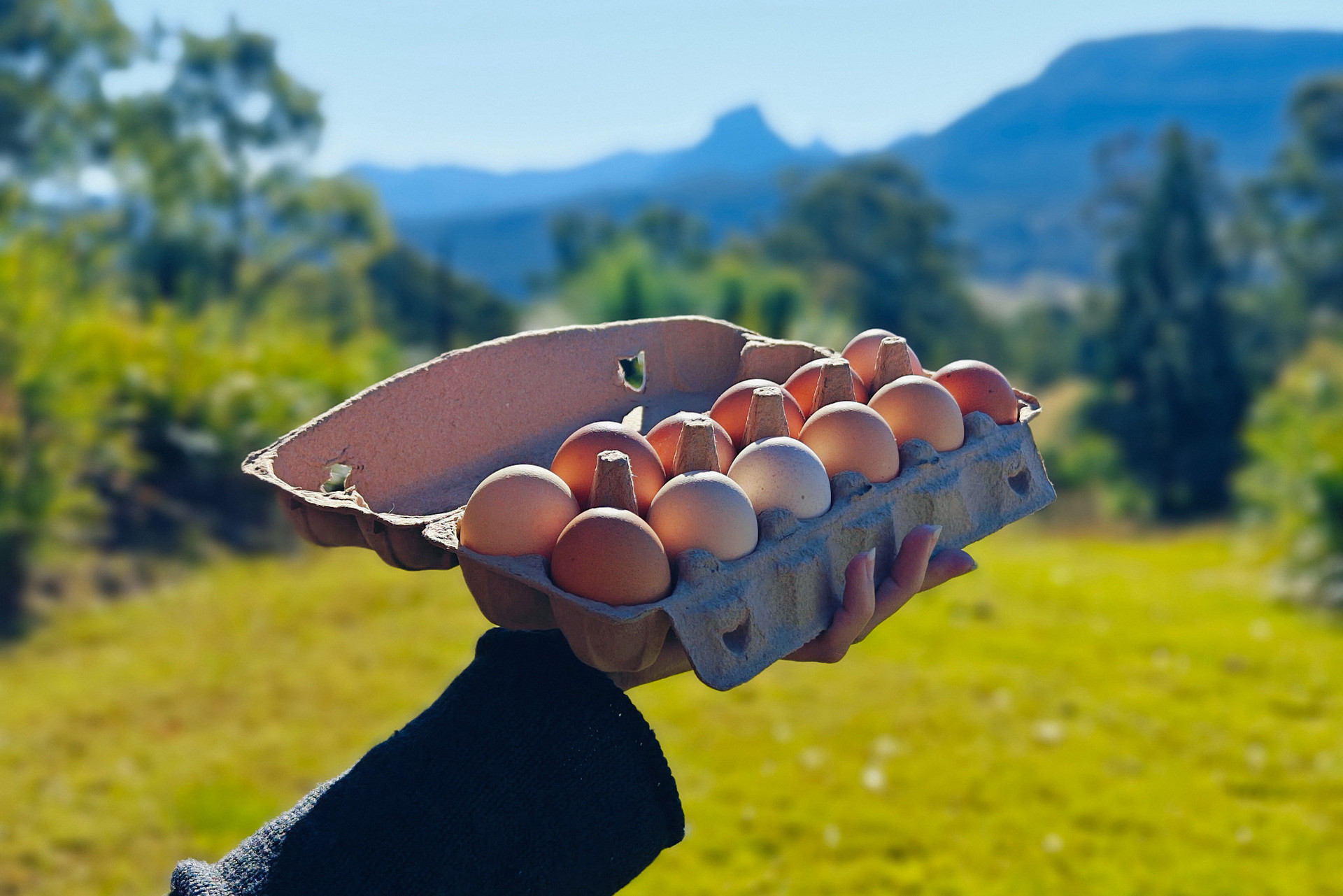 You can also buy some local farm eggs from the host 🍳