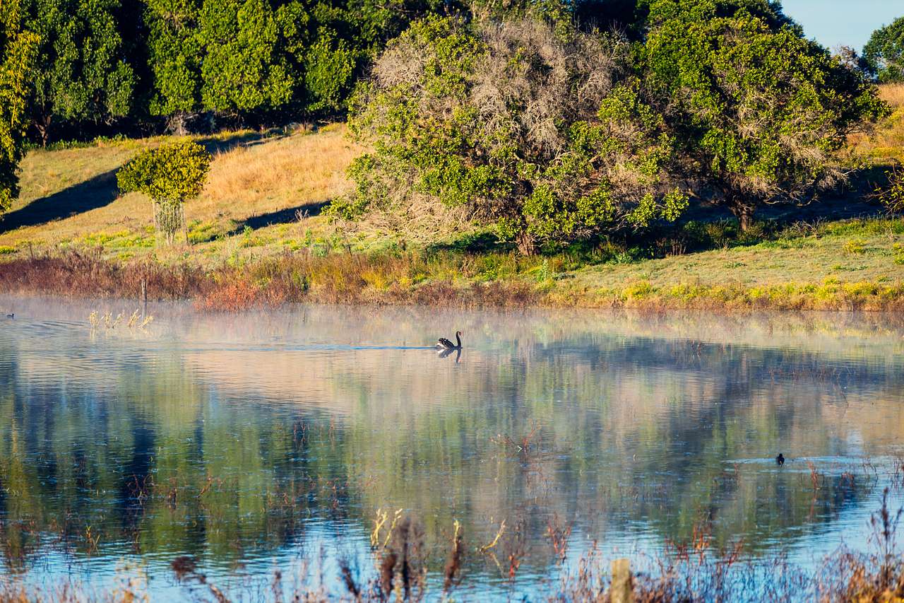 Swans and other birds on the neighbouring property