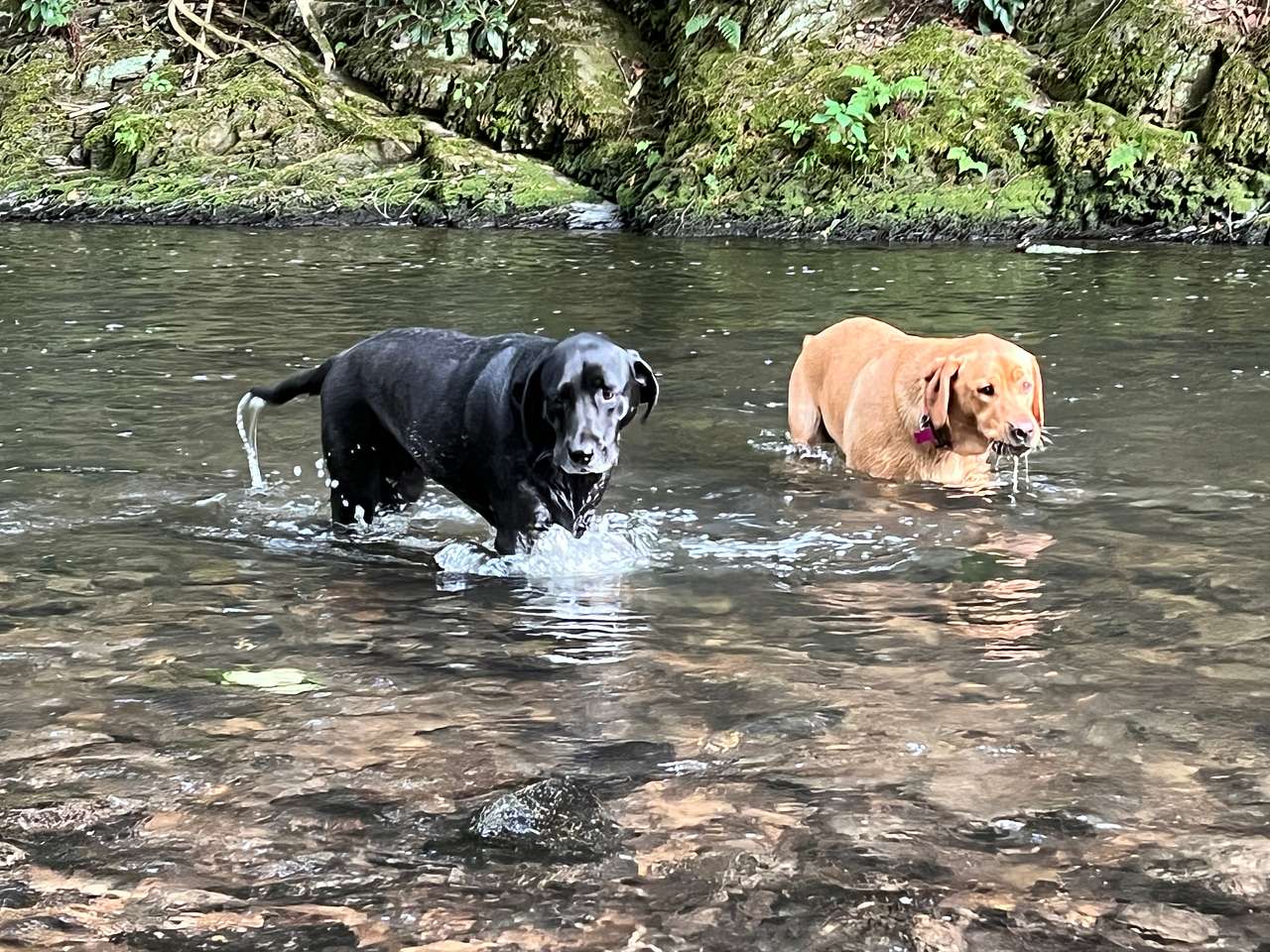 Streamside Acres