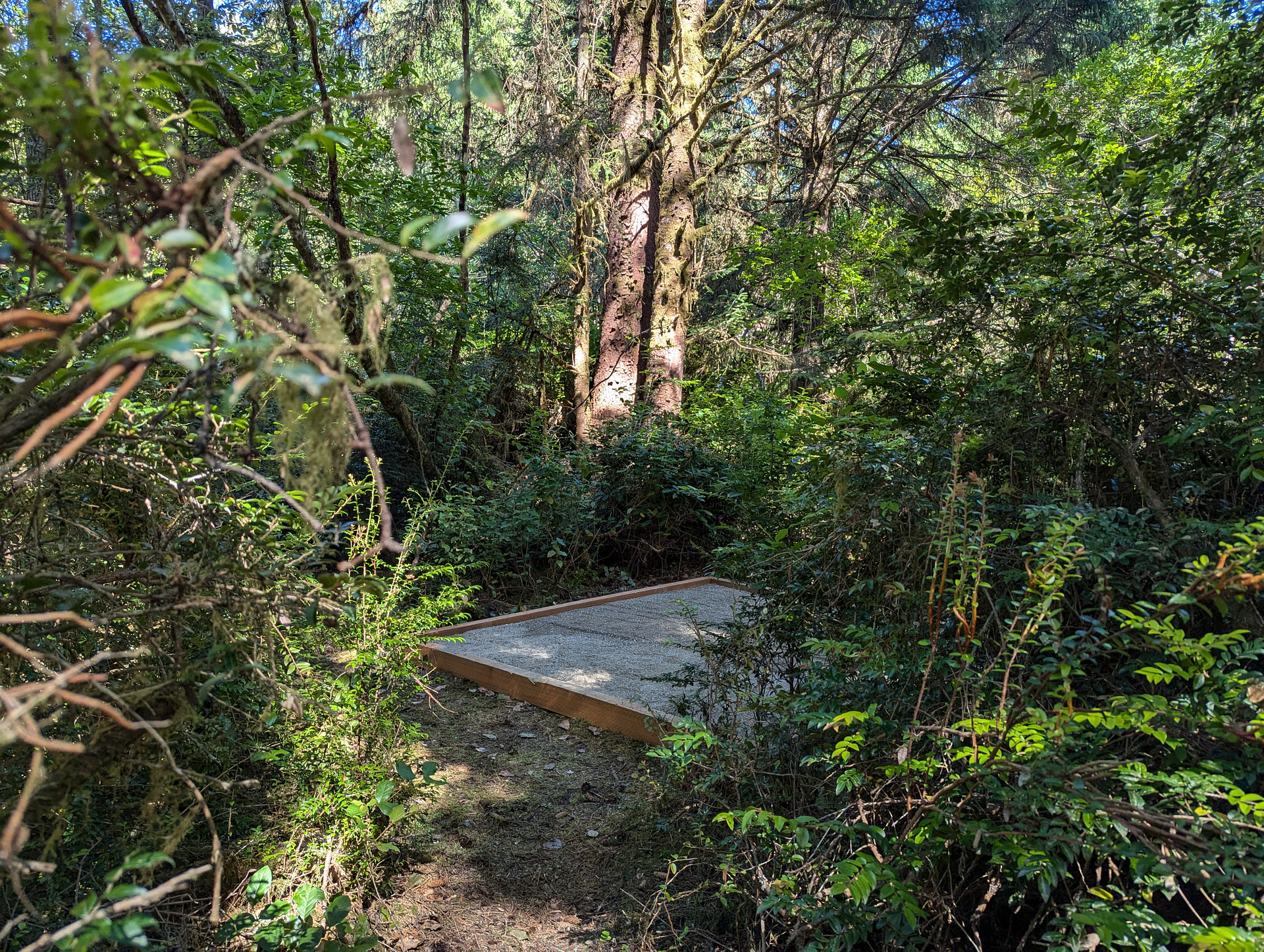 Twisted Tree Camp