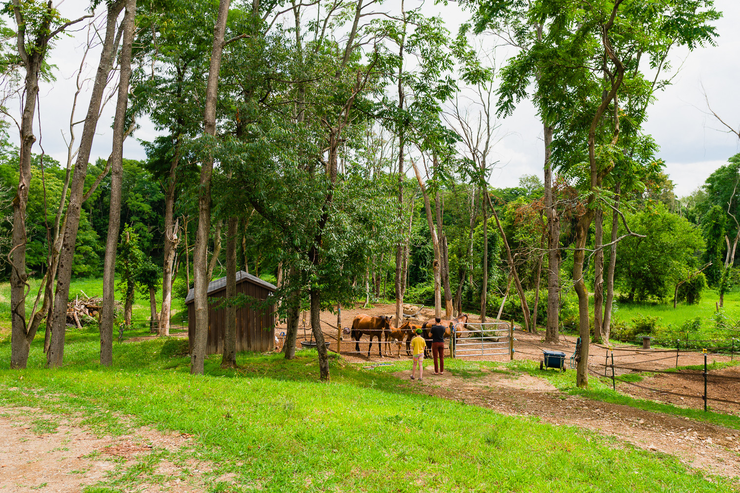 Curious horses and curious Hipcampers
