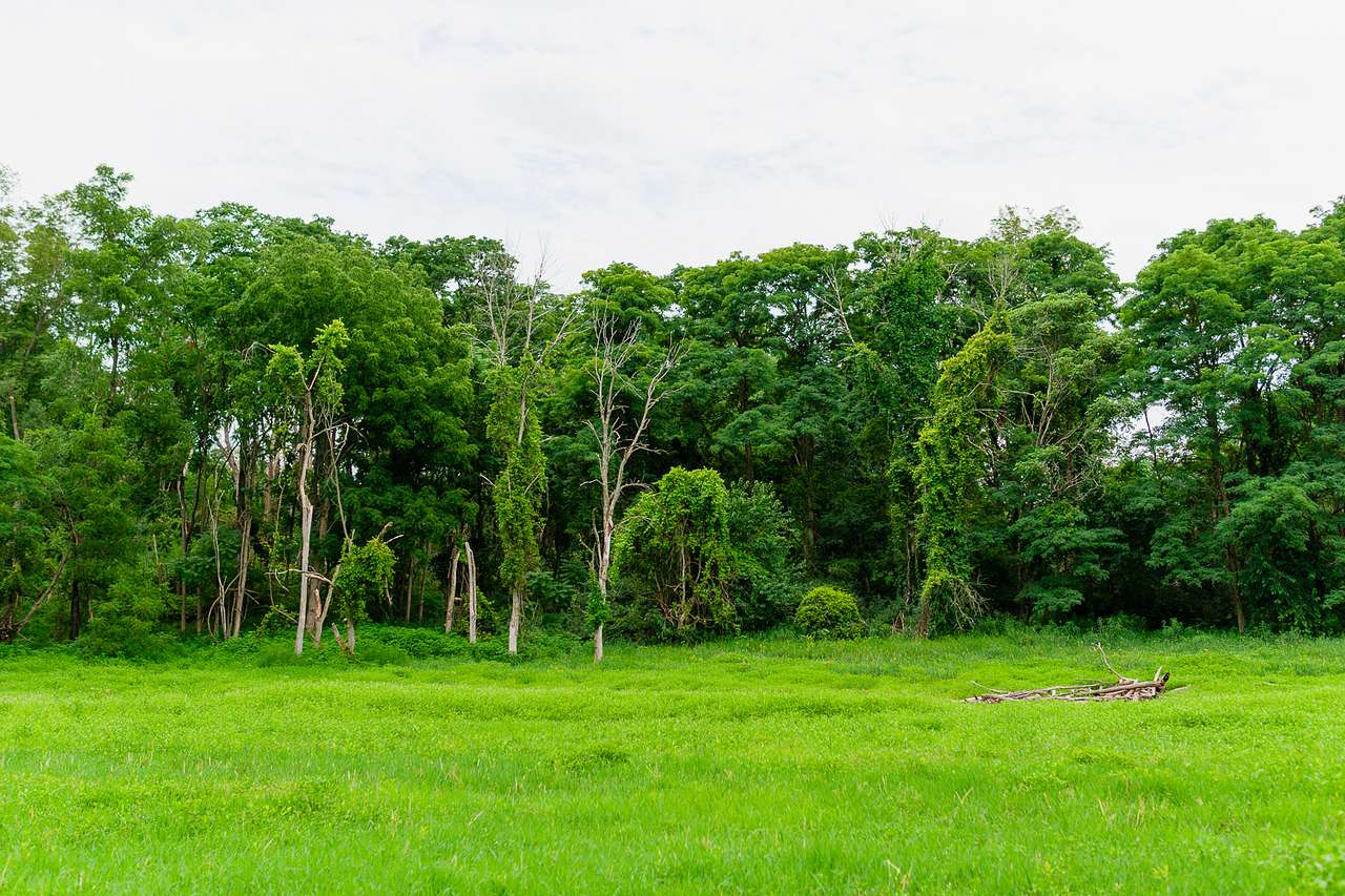 Ample green space