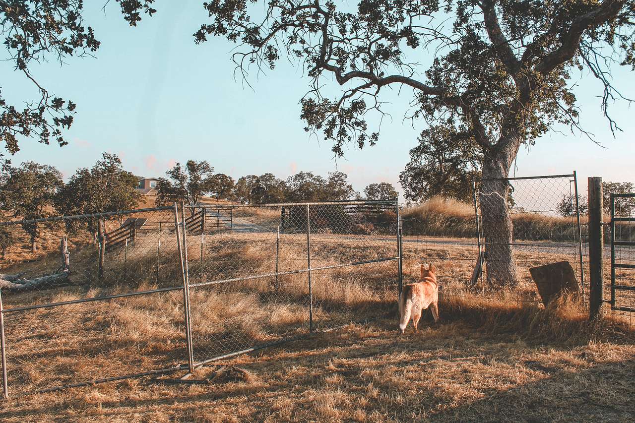 I found this fence to be helpful, as I wanted to keep my pup safe in the vicinity at night 