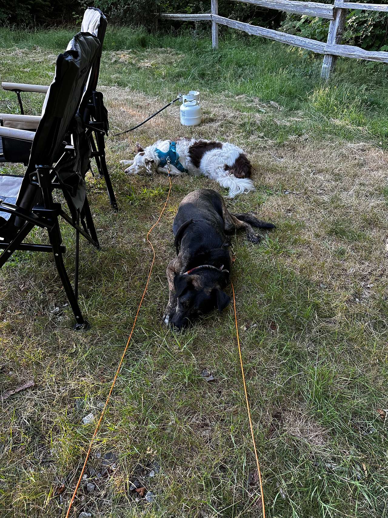 Dogs are happy and welcome here. 
