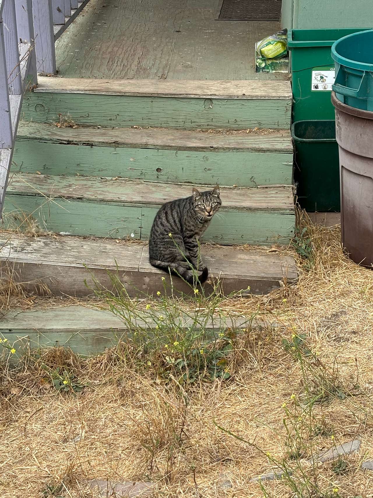 “Meow”-Argos