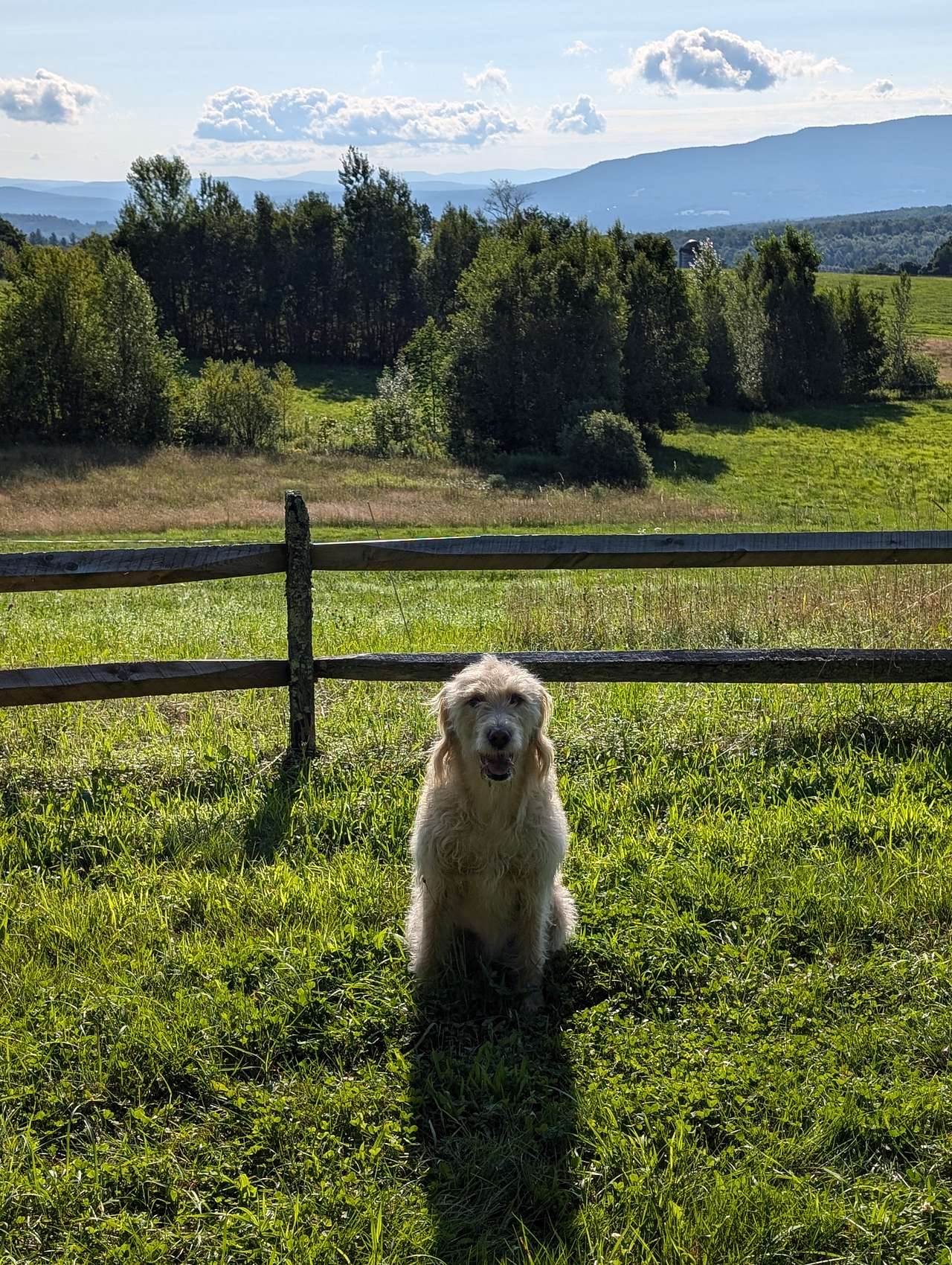 The Rooney Farm