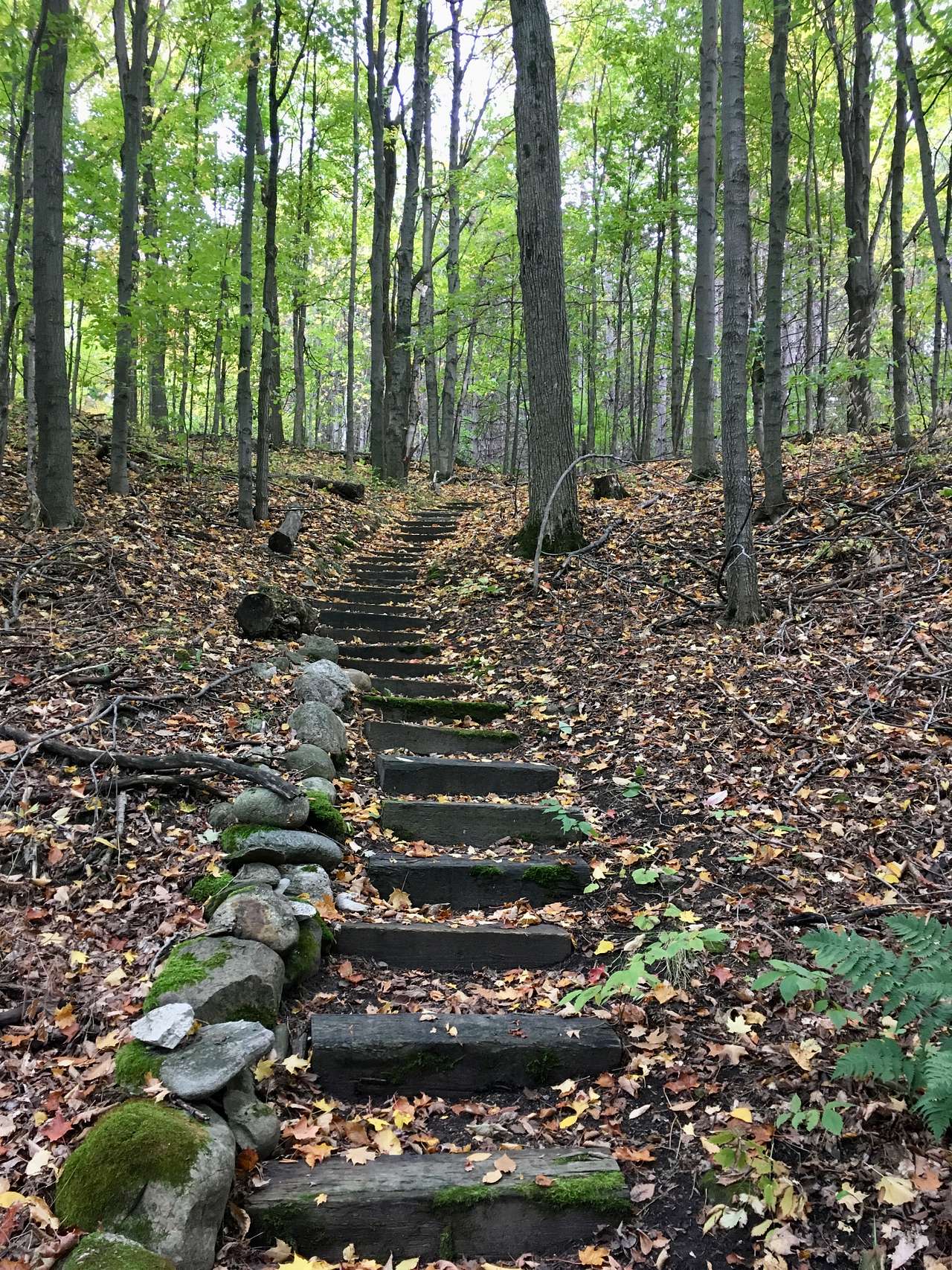 Forest Bunkie on Bruce Trail