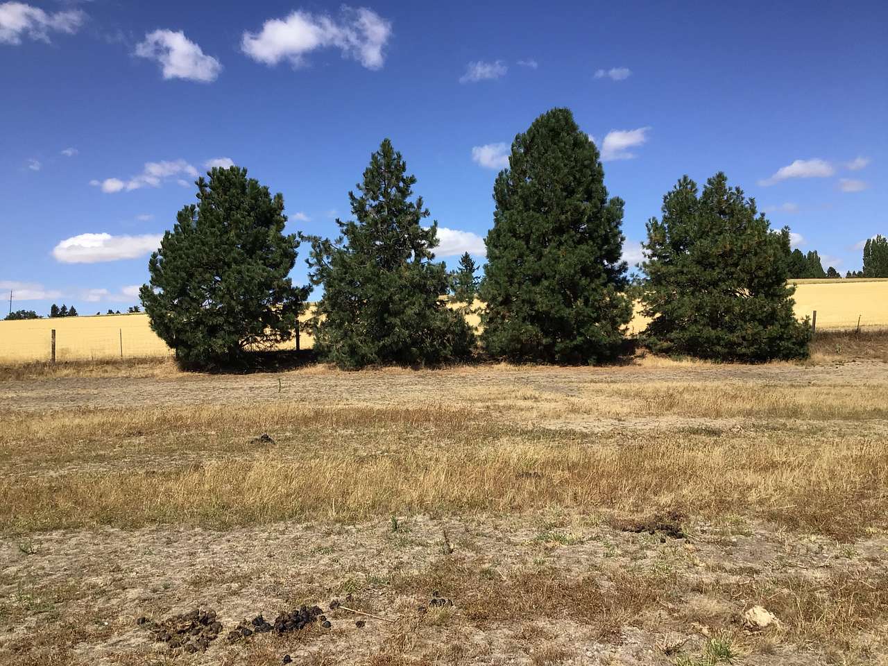 Triple Tree Ranch