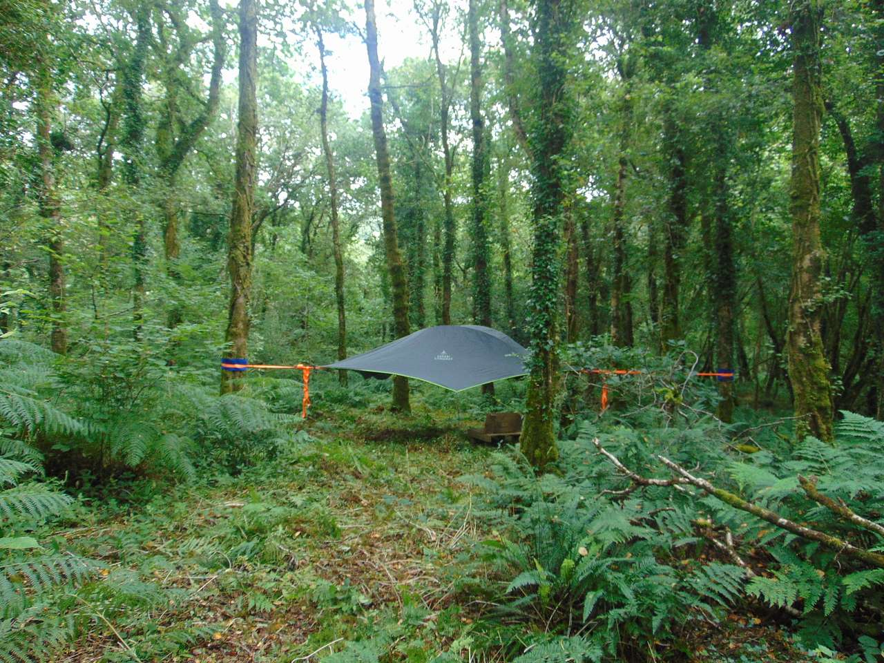 Tree Tent Experience Camp- Cornwall