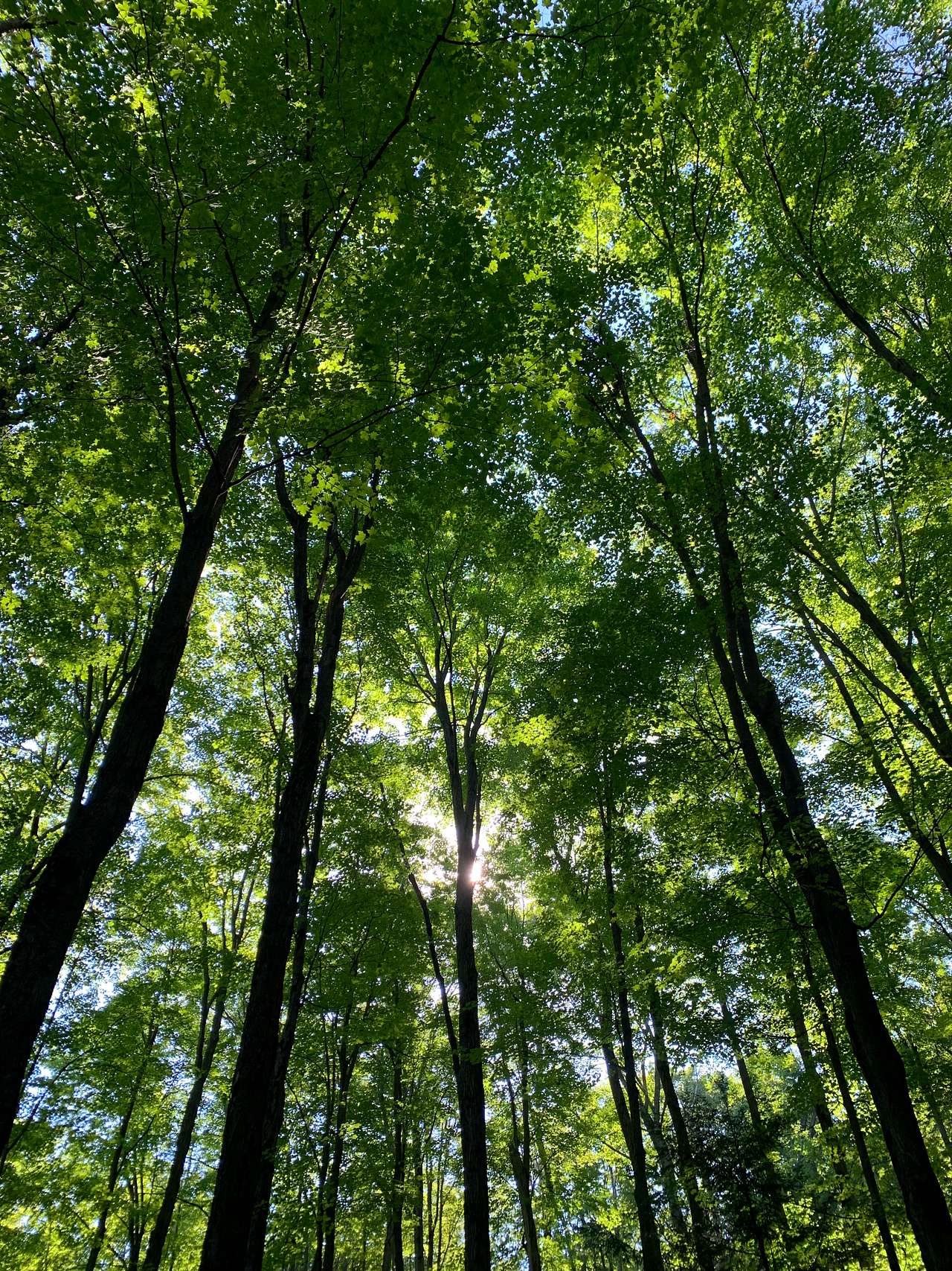 Forest Bunkie on Bruce Trail