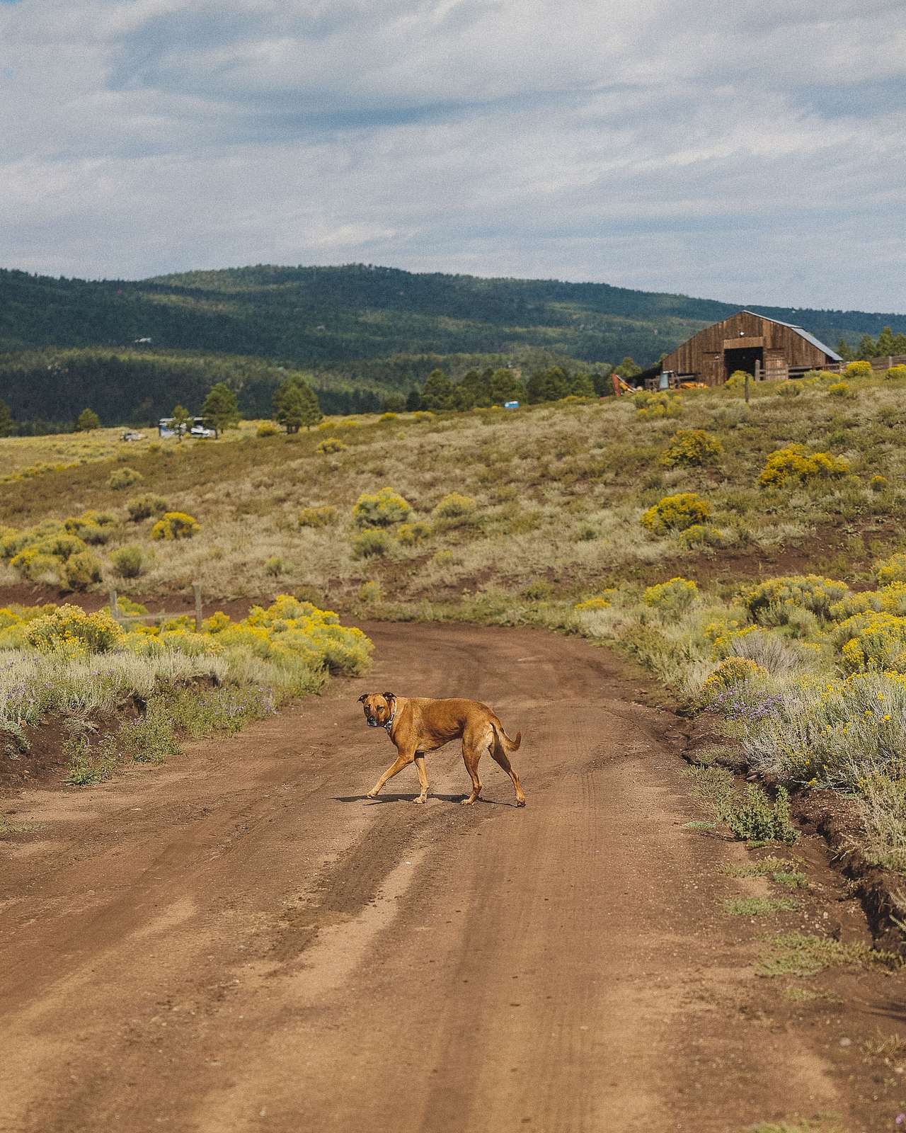 Road to the farm