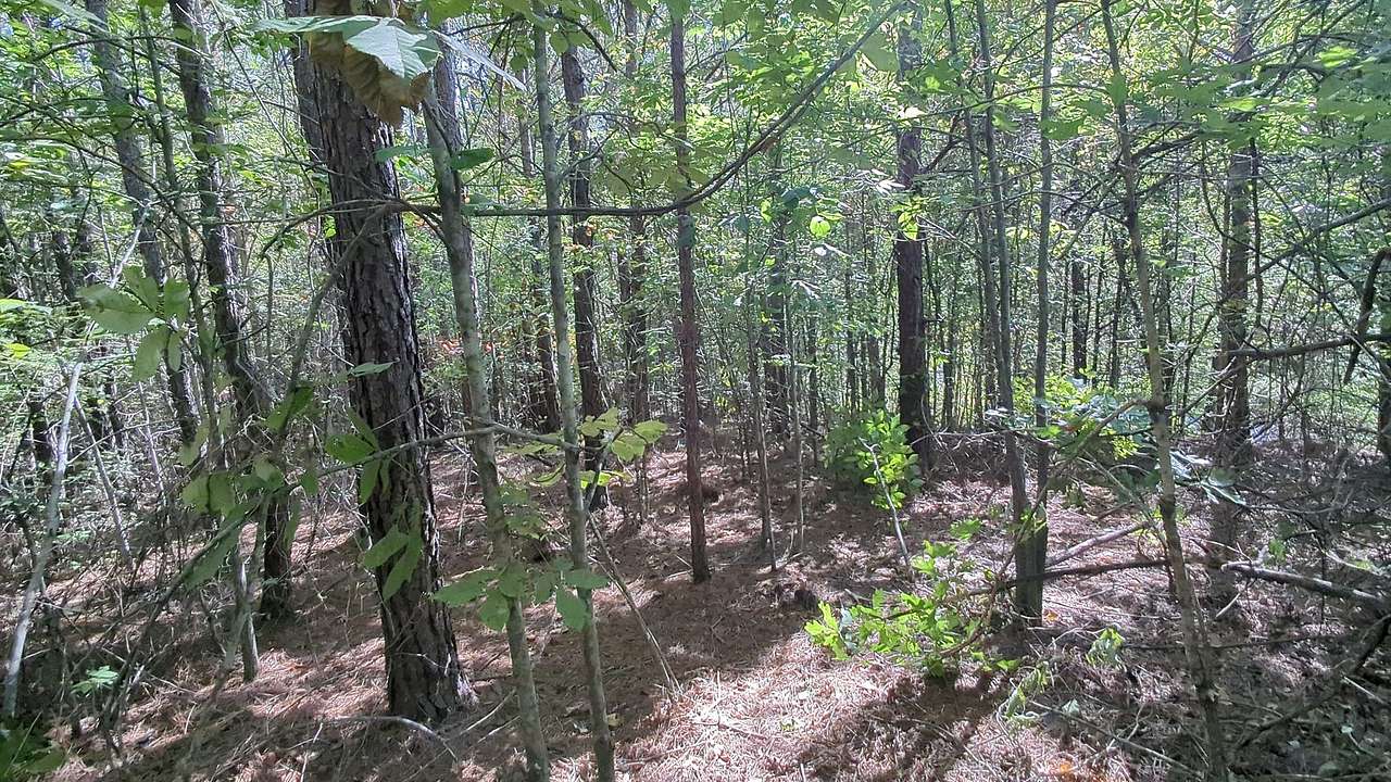 Bushcrafting 1.5 Hrs From Nashville