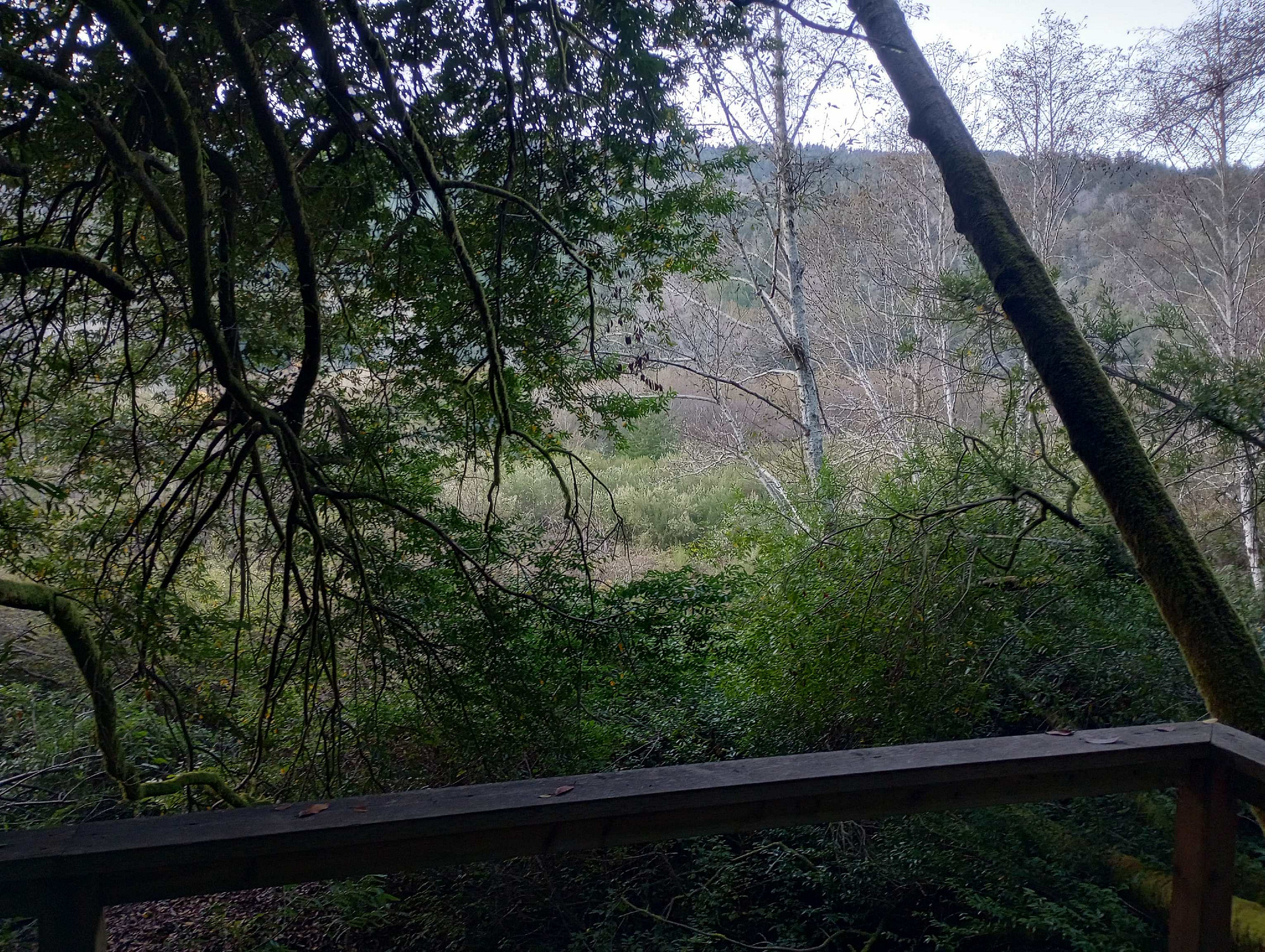Steelhead Camp on the Chetco River