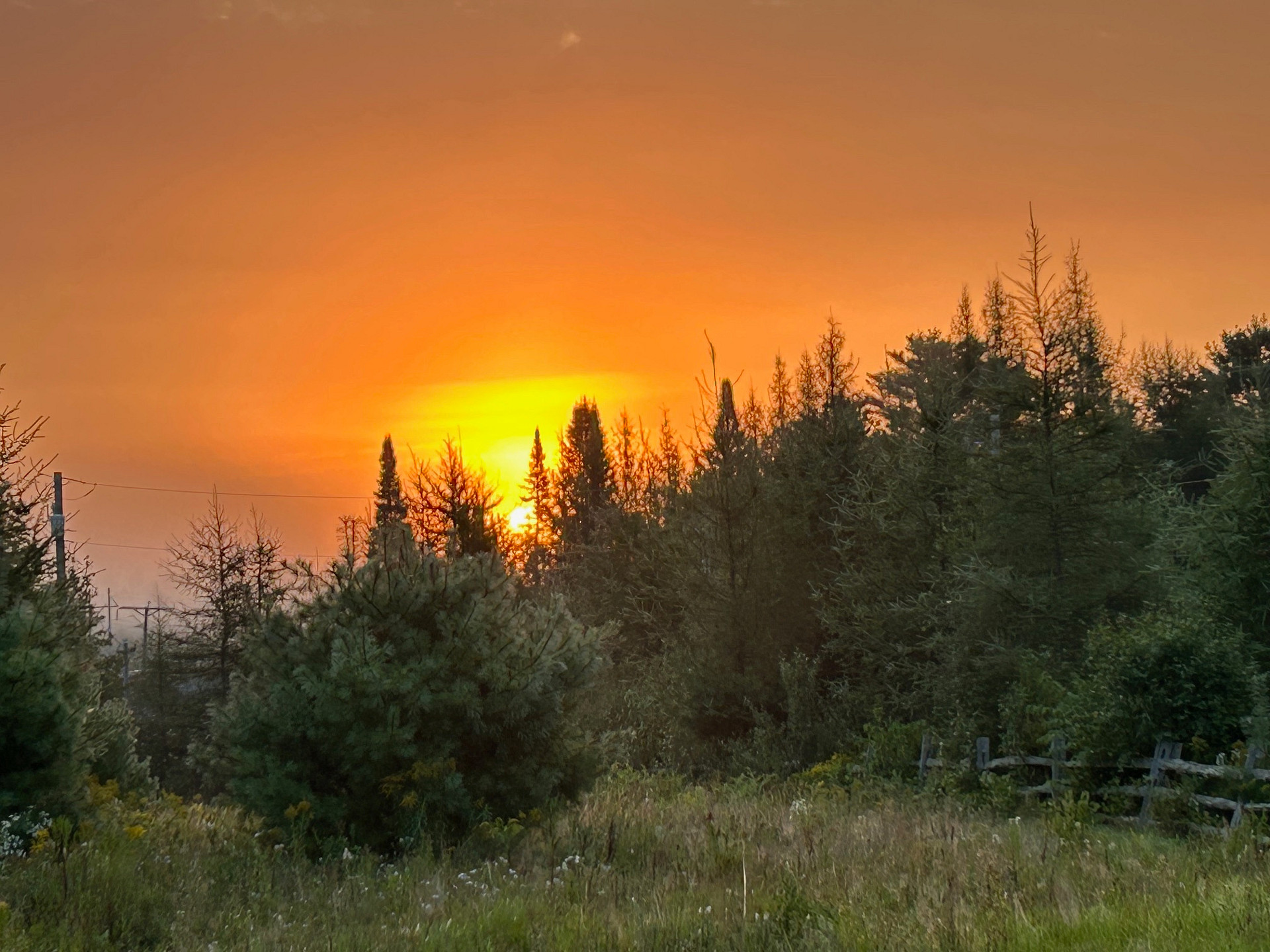 Wandering Pines Camping