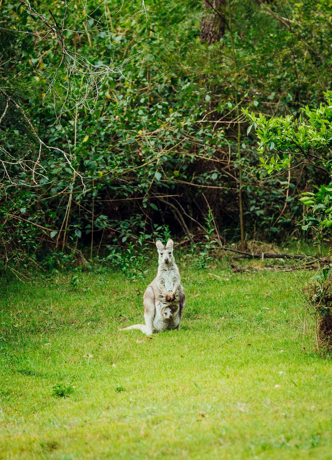 curious kangaroo with a baby