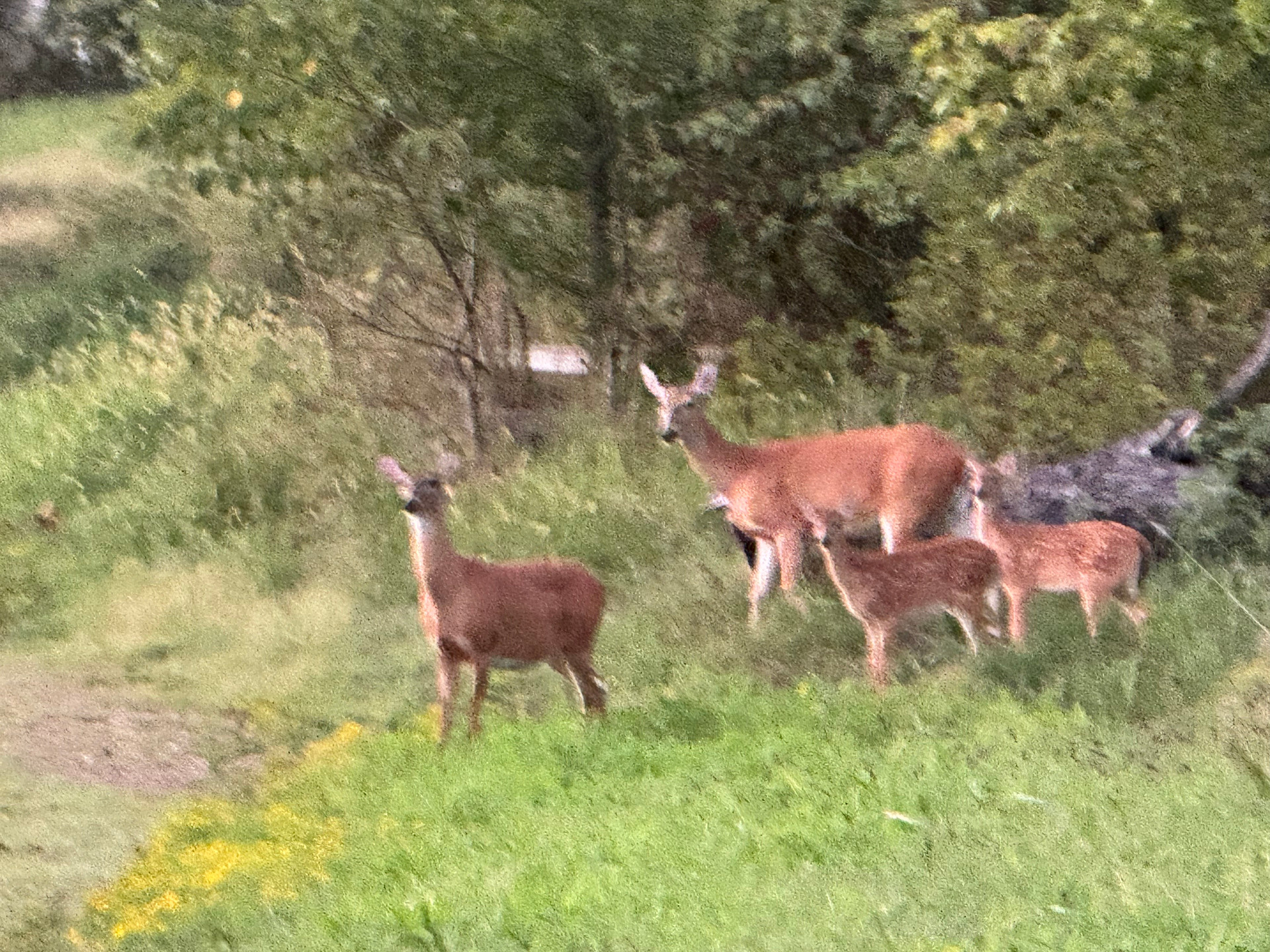 Ferguson Farms