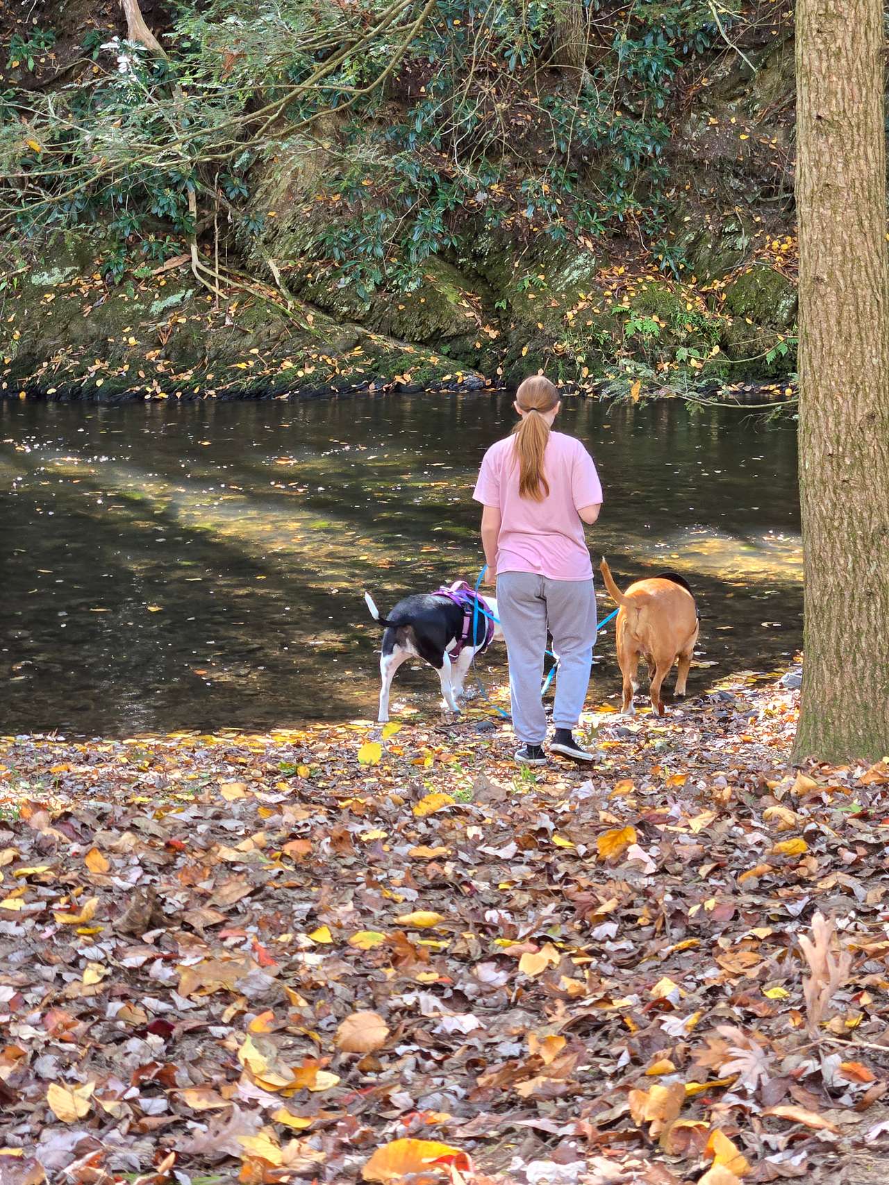Streamside Acres