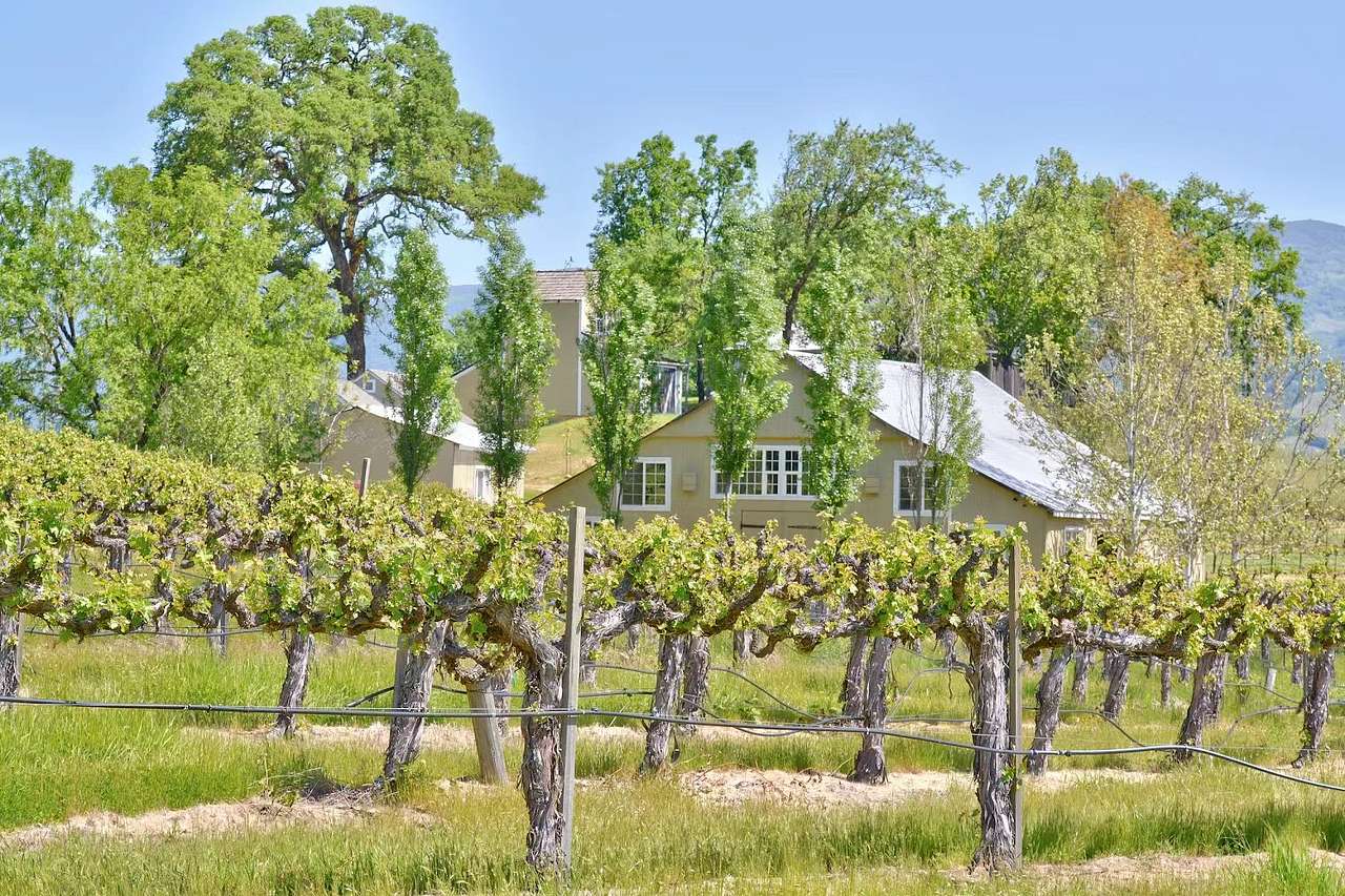 Vineyard Camping in Hopland