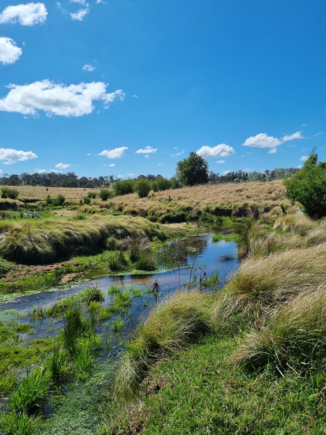 Tenterfield Creek 