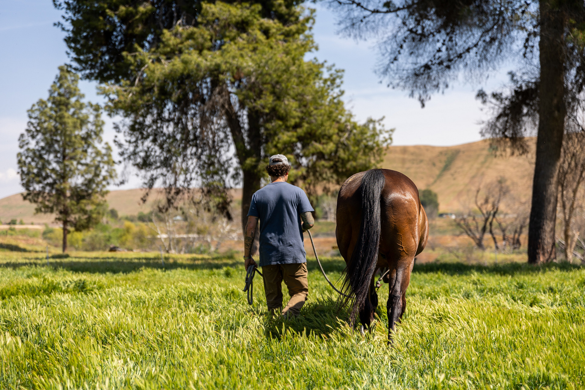 Caretakers always on site at Okihi. Here a caretaker is leading one of the horses out to pasture in spring. 