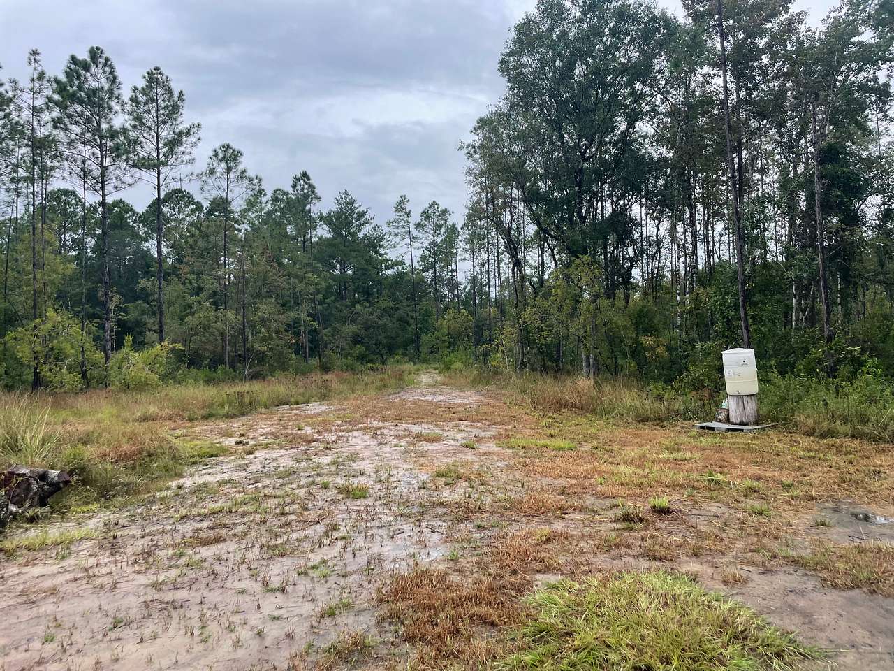 Florida Wildlands
