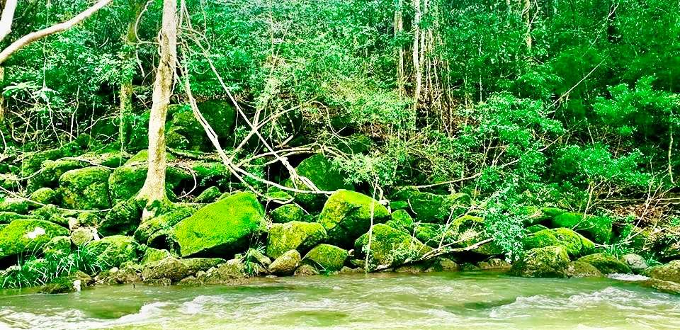 Winter river moss