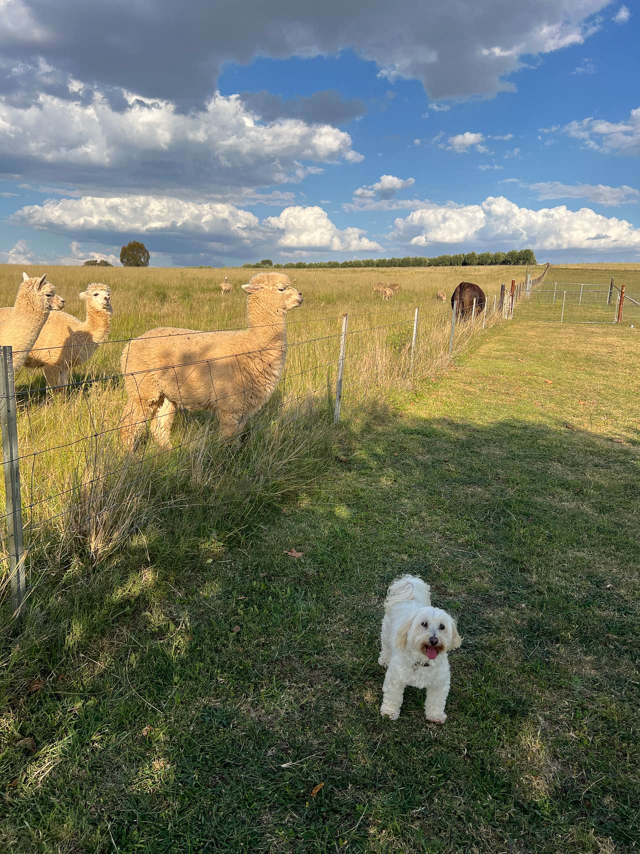 Canowindra Country Camp