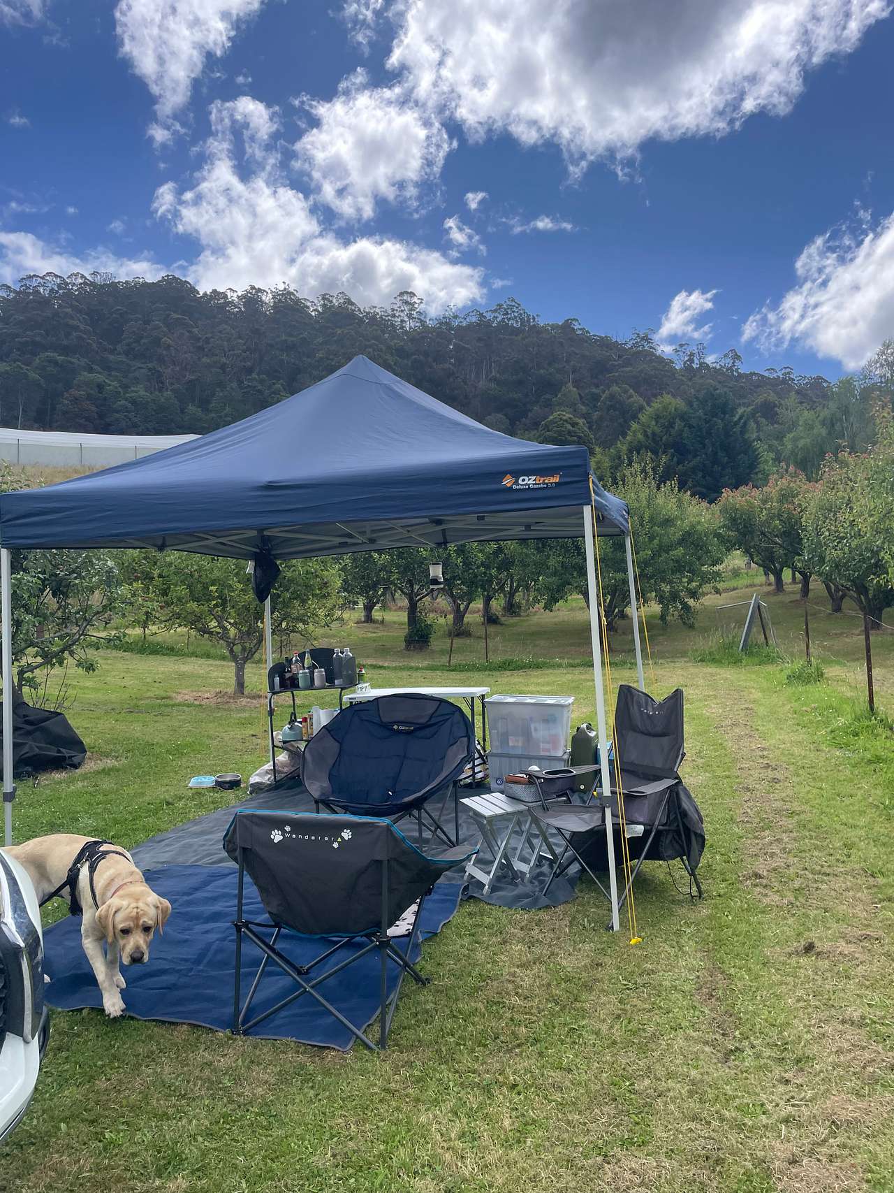 The orchard site
