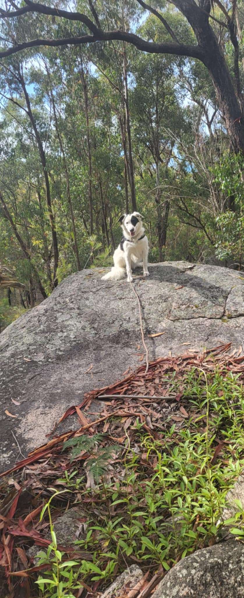 Panda at Bald Rock Station