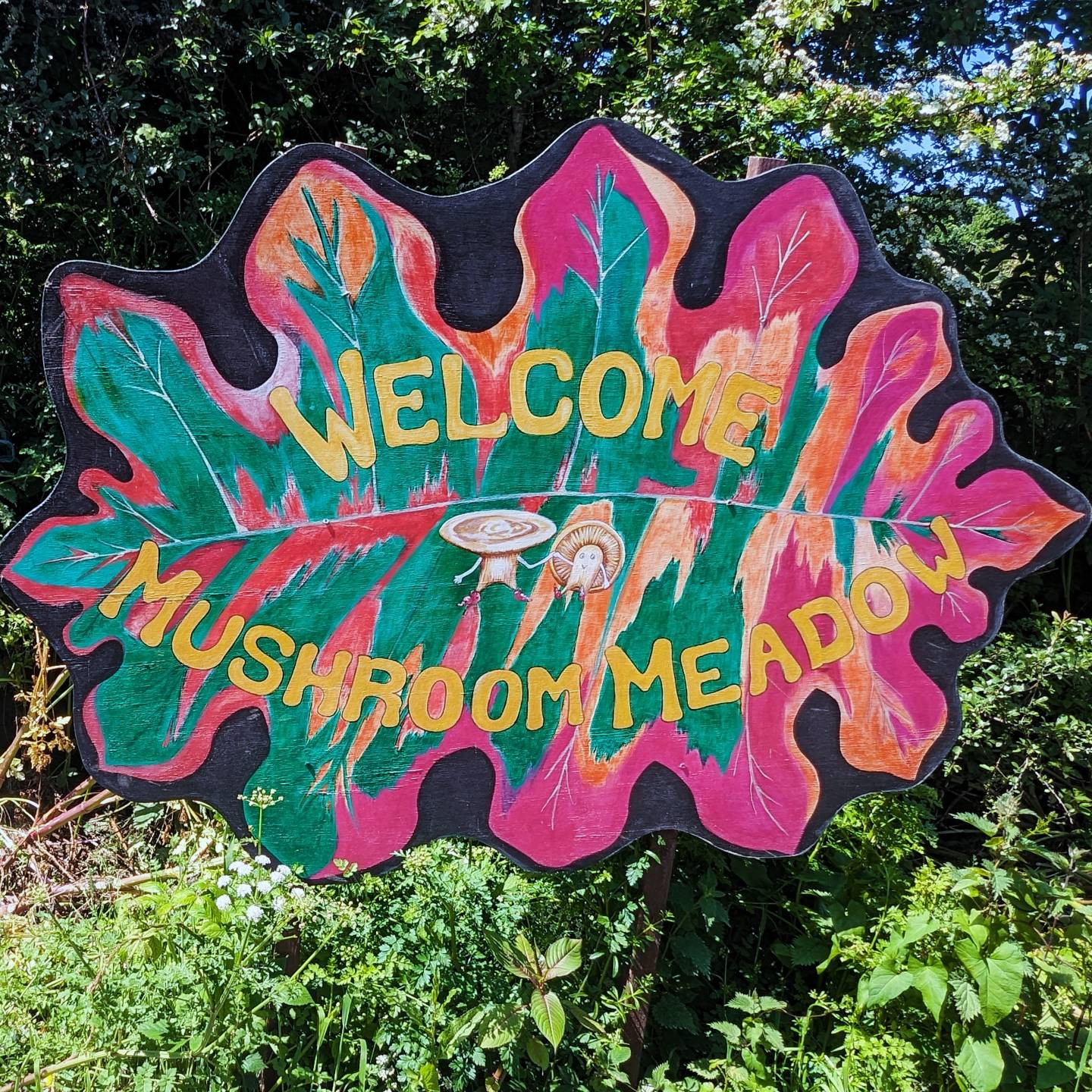 Mushroom Meadow, Cornwall UK