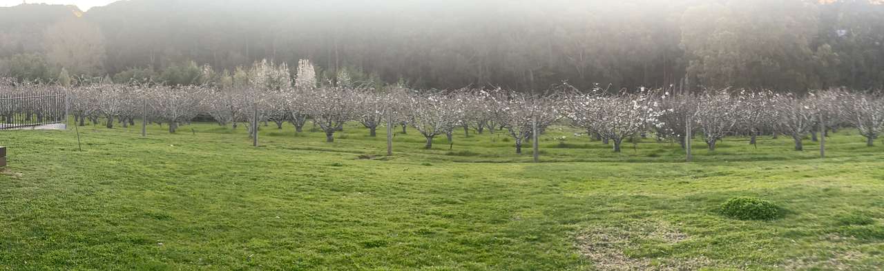 Stone’s Summertown Cherry Farm