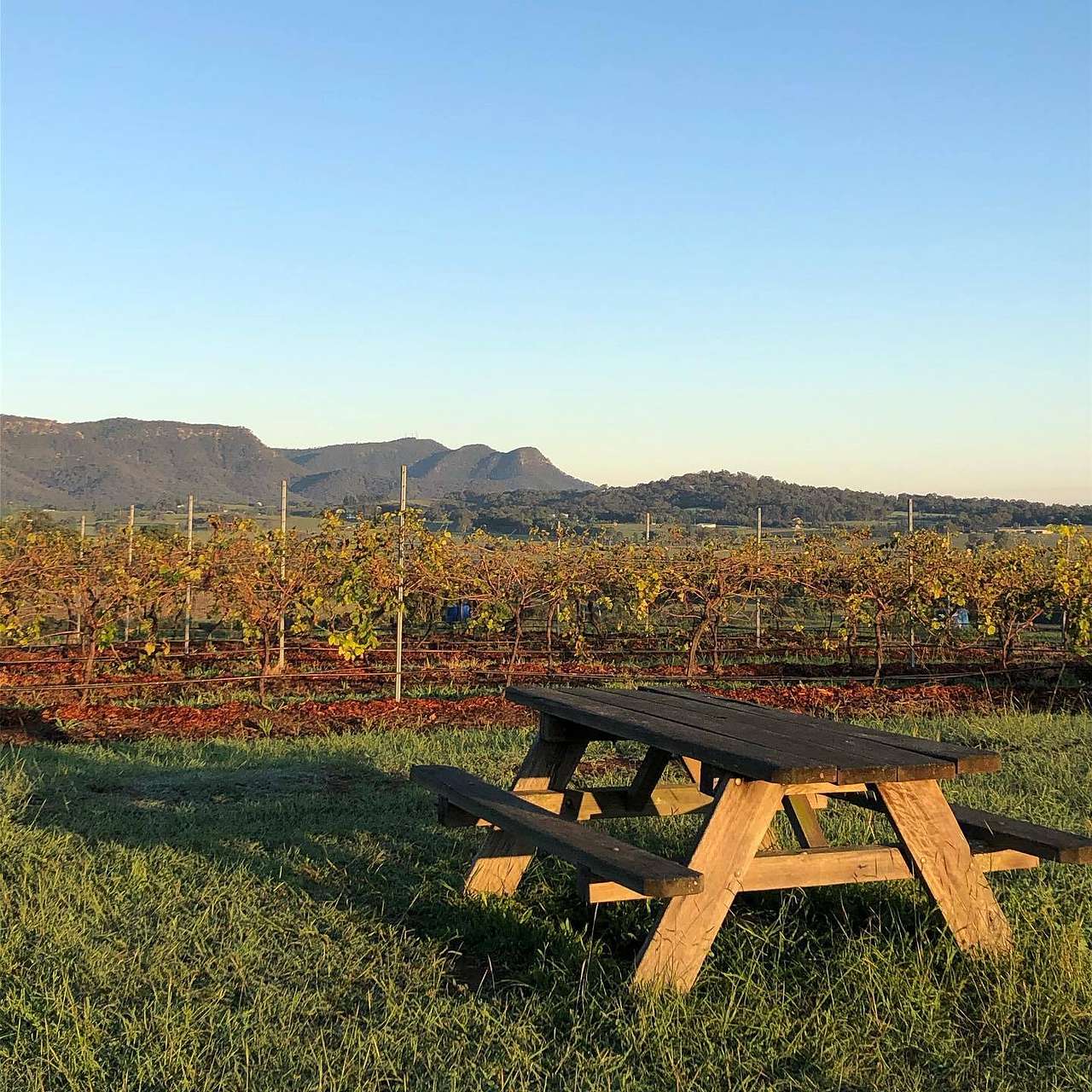 Mira Wines