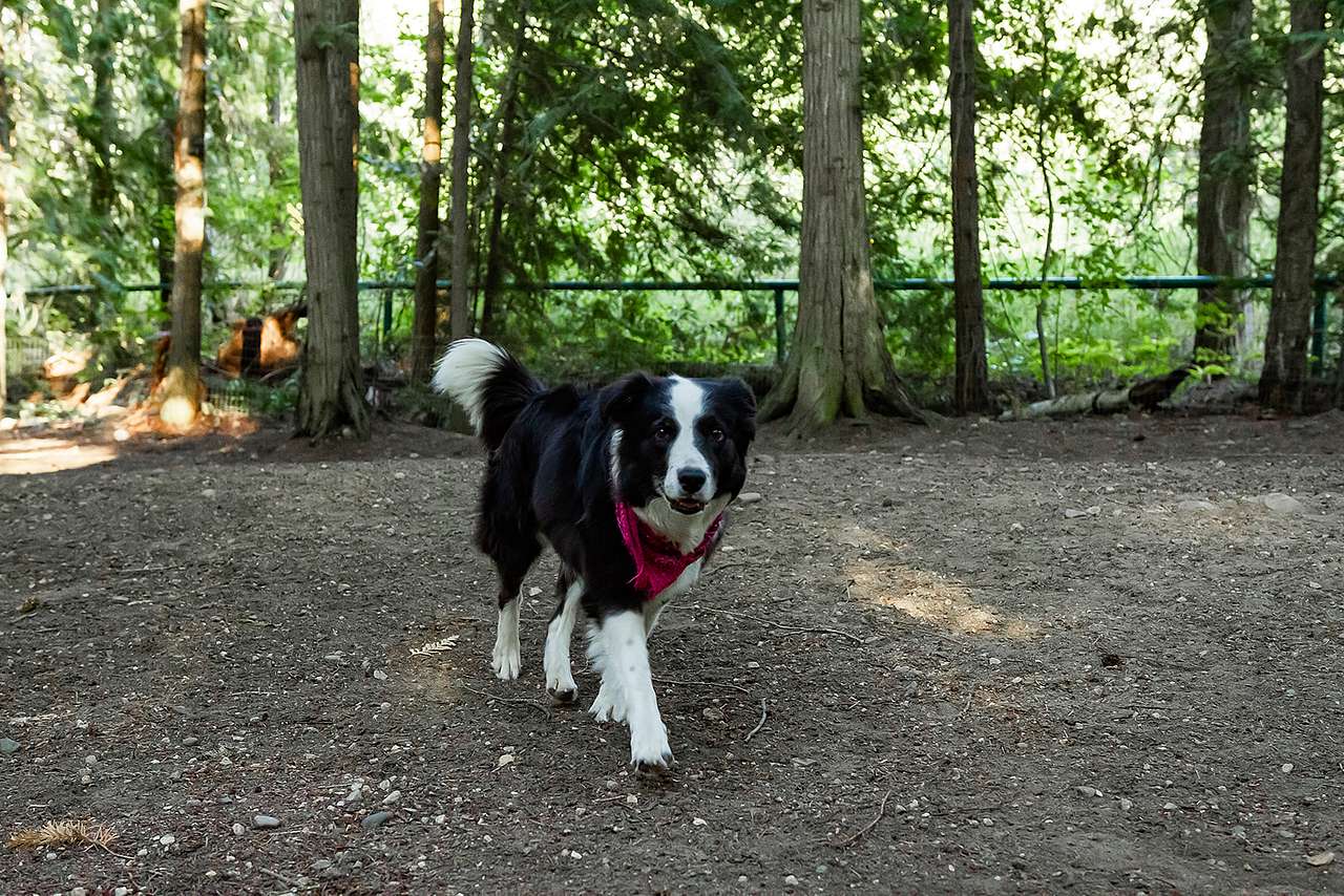 Whispering Pines Rv Resort - Mara BC