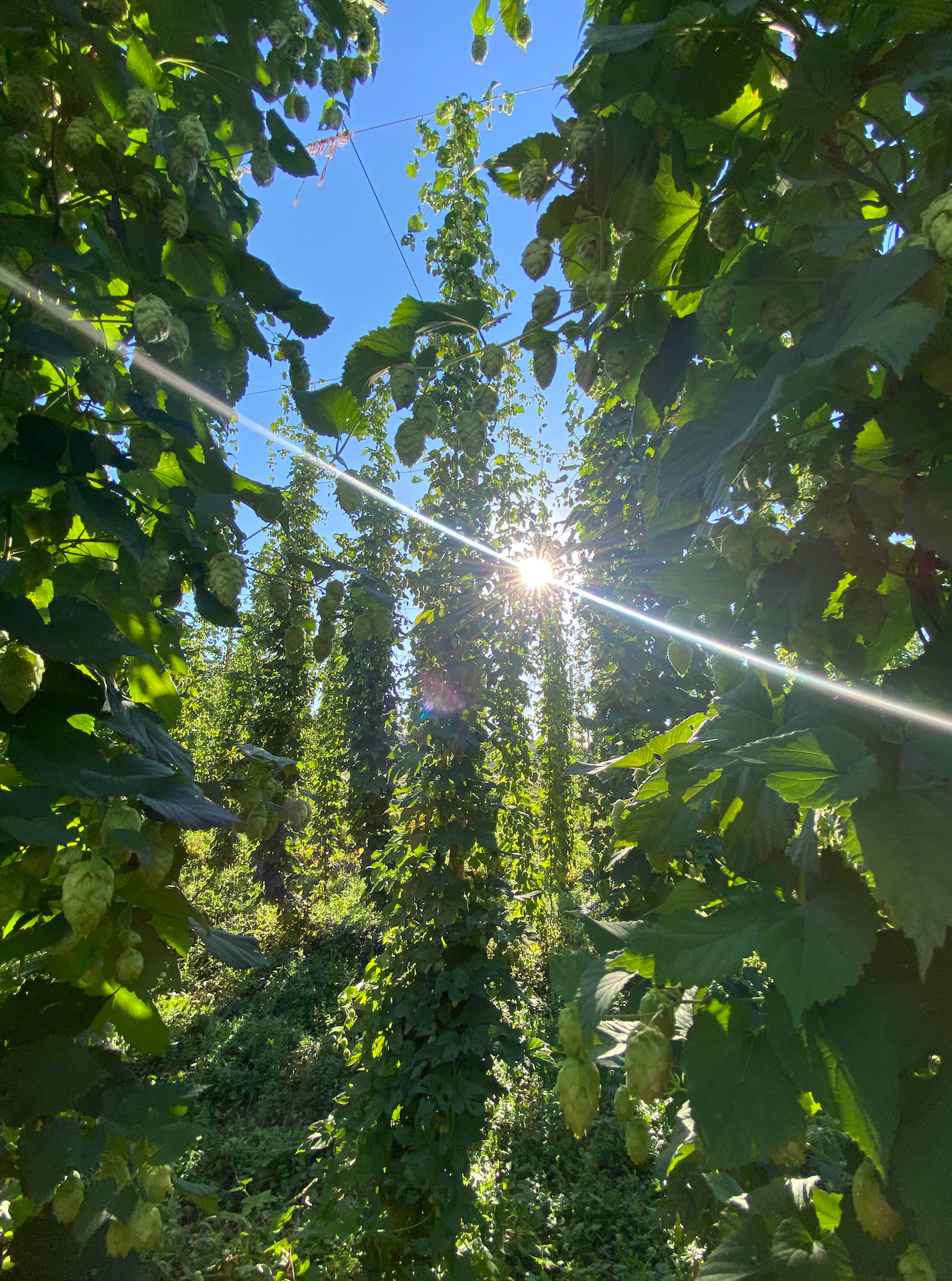 The Hop Yard Hideaway