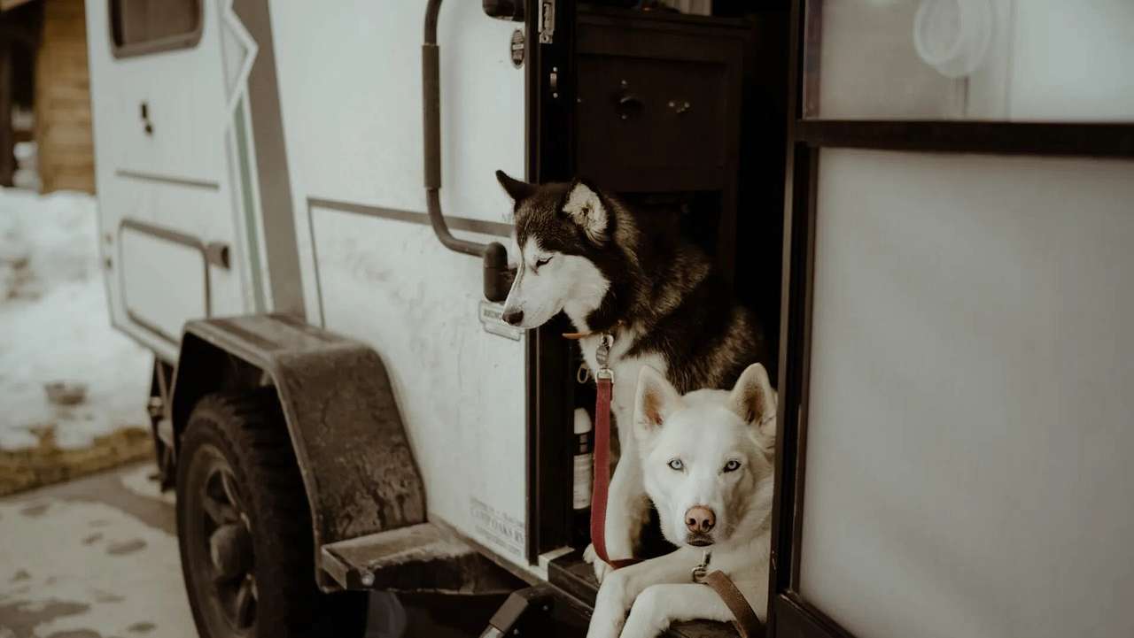 Pet-friendly RV sites — bring your best friend along!