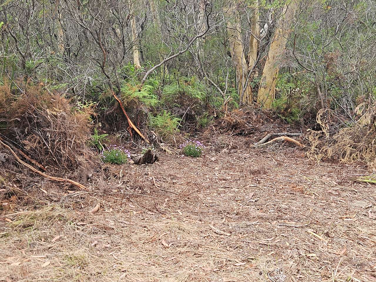 Maddens Plains